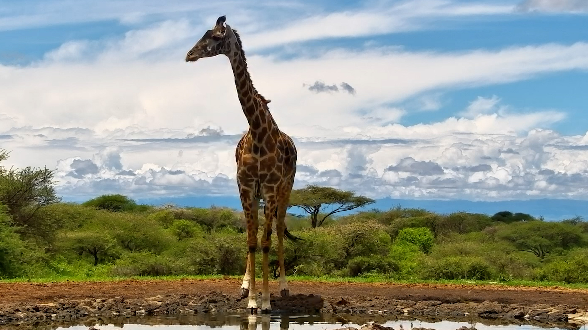 Giant Giraffe at African Waterhole