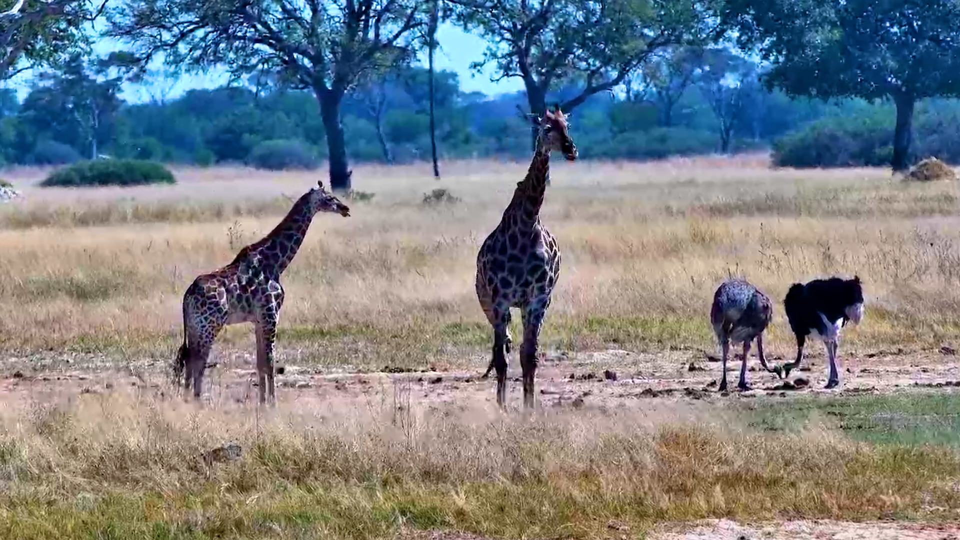 Giraffe and Ostrich Seemed Right at Home Together