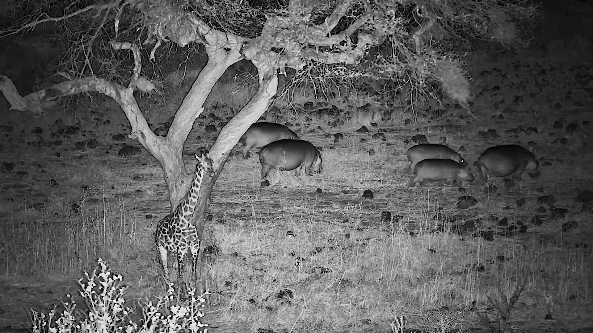 Hippos Graze While the Giraffe Watches