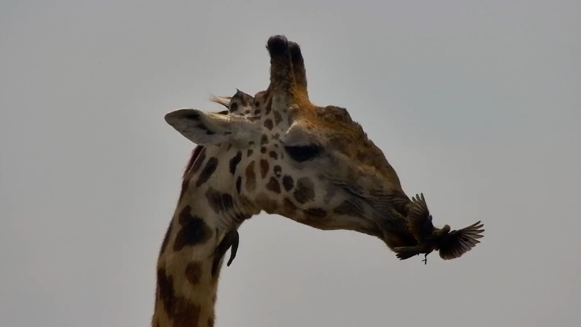 Giraffe Gets a Parasite Pick-Off