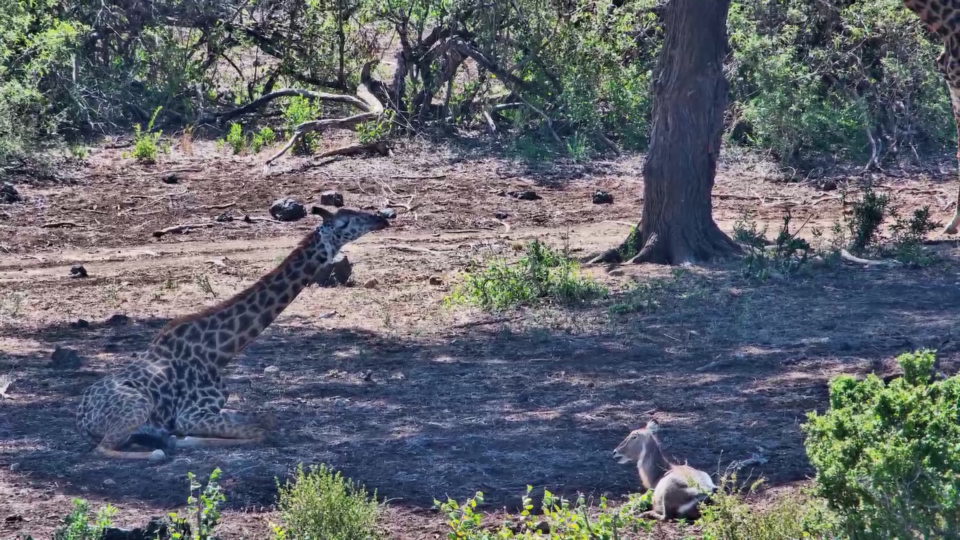 Clumsy Giraffe Gives Waterbuck a Fright