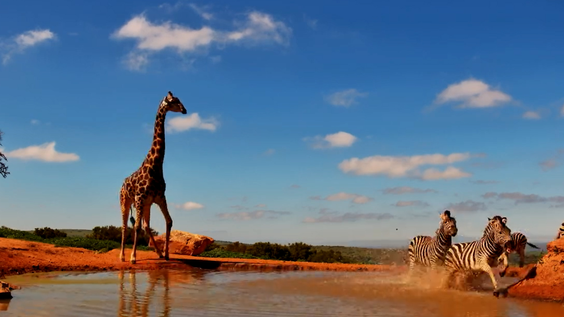 Tall and Striped Share the Water at Founders