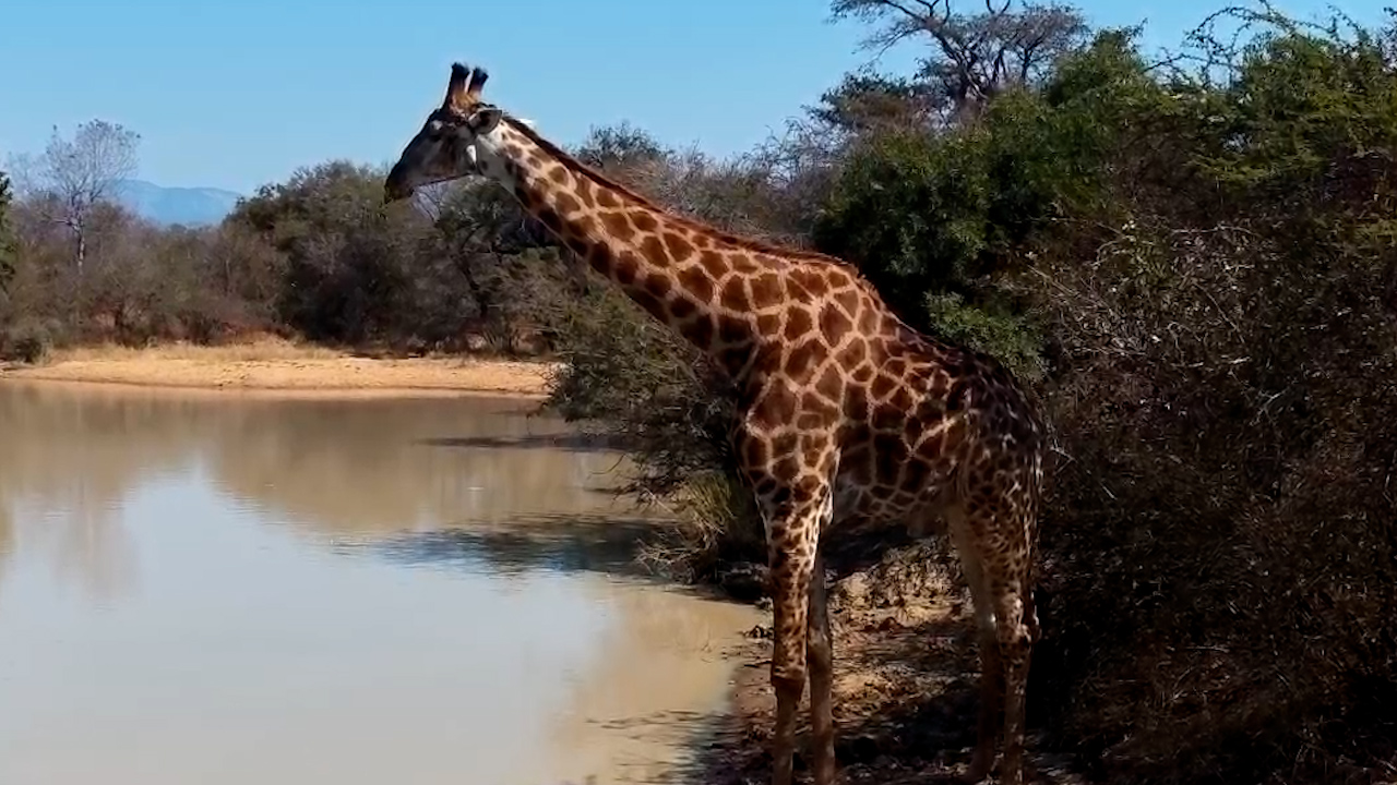 Giraffe Takes a Drink at Jabulani
