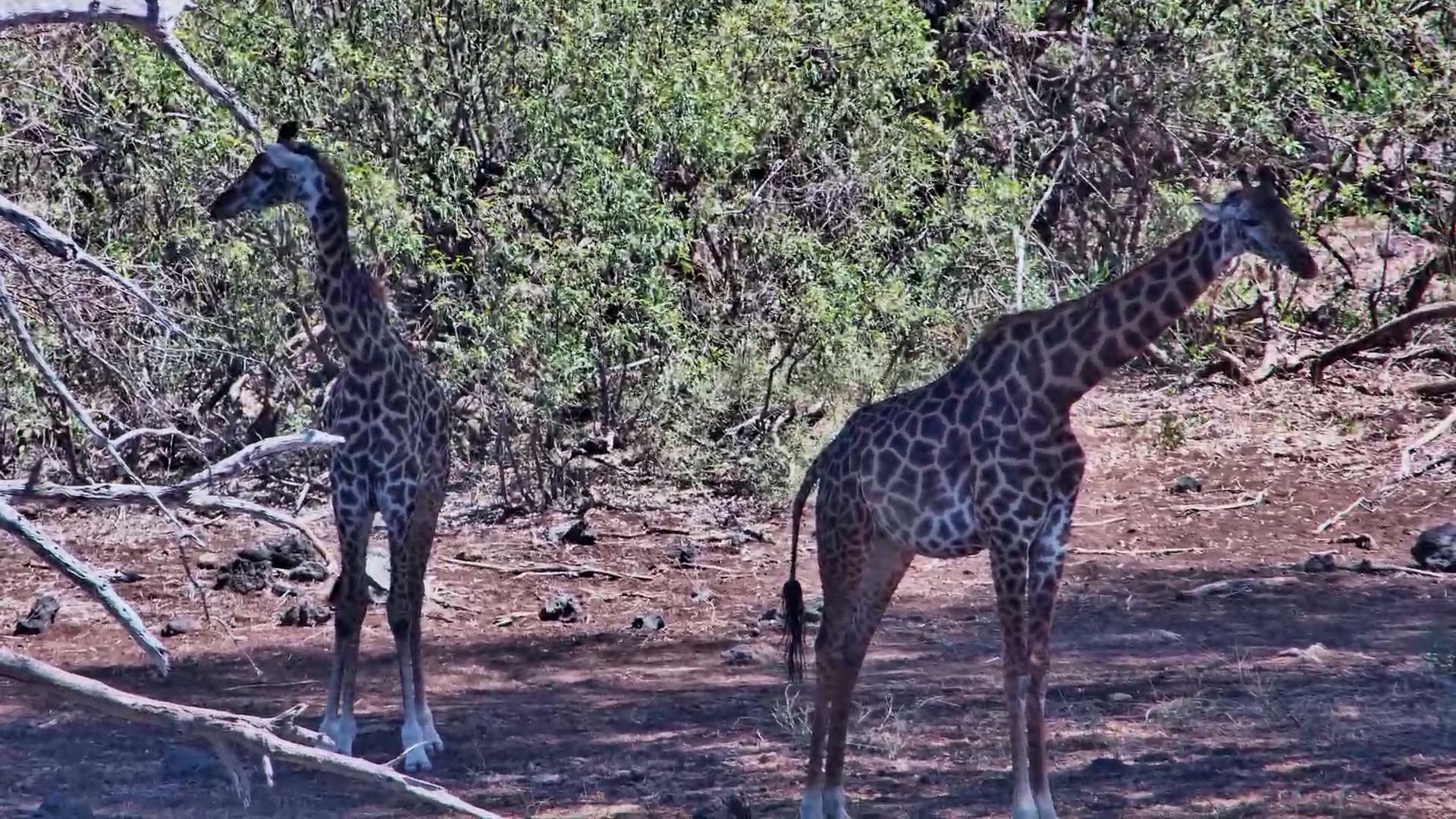 Tall Friends Take a Shade Break