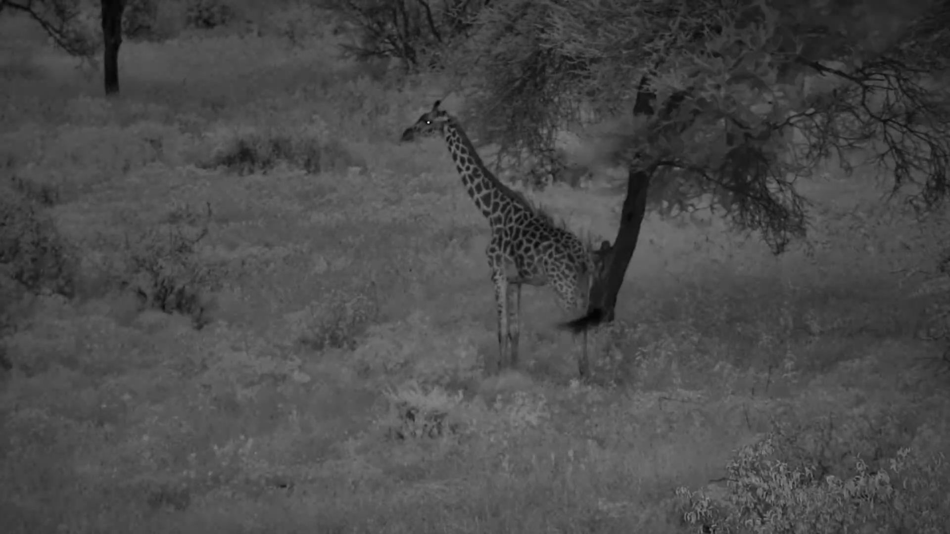 Giraffe Resting at Finch Hattons