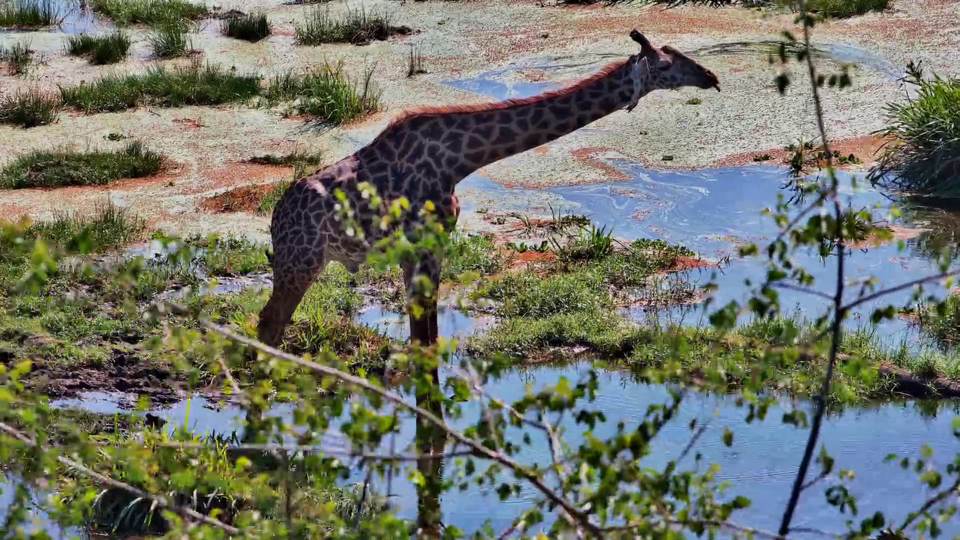 Giraffe Drinking at Finch Hattons