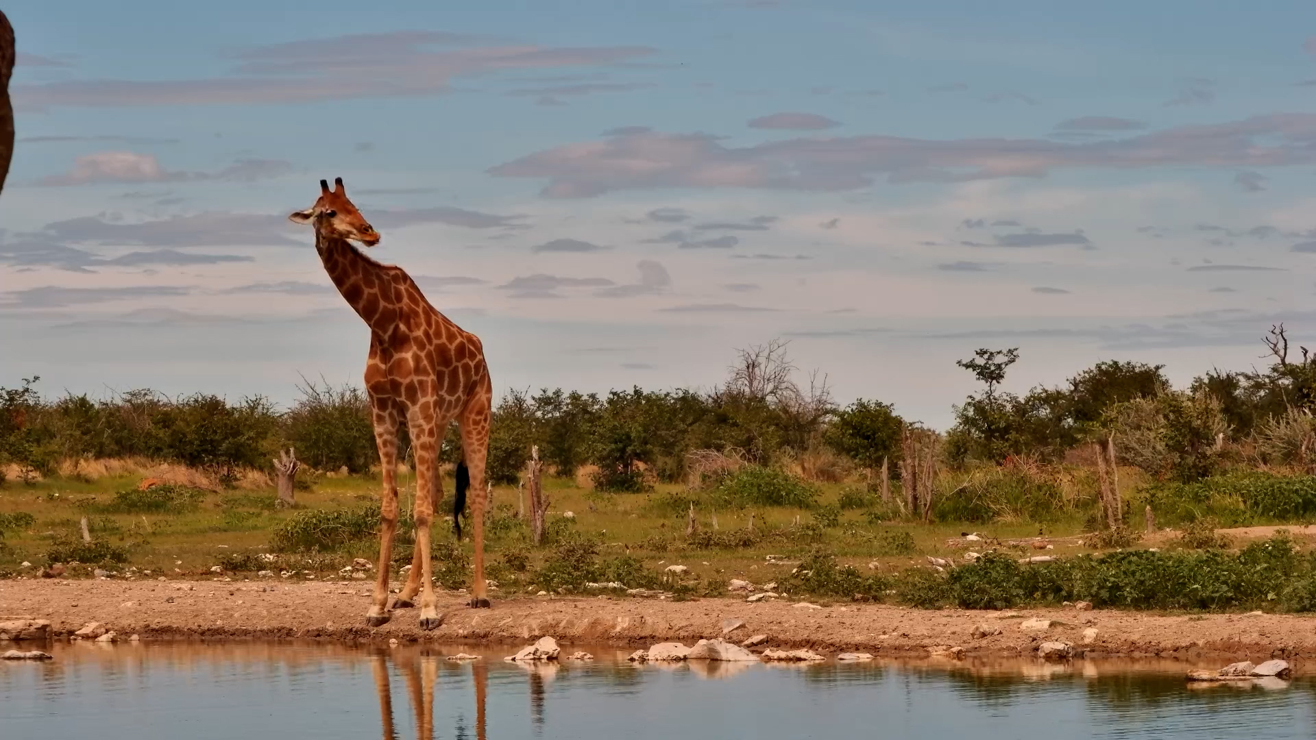 Serene Giraffe Moment at the Waterhole