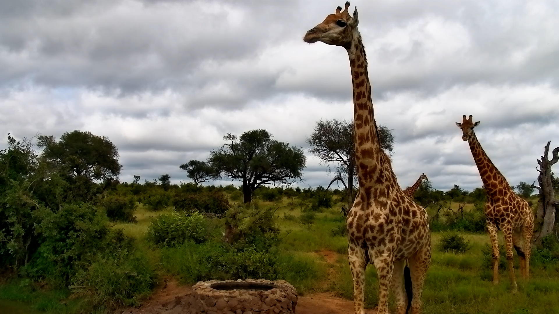 Giraffe Quenches Its Thirst