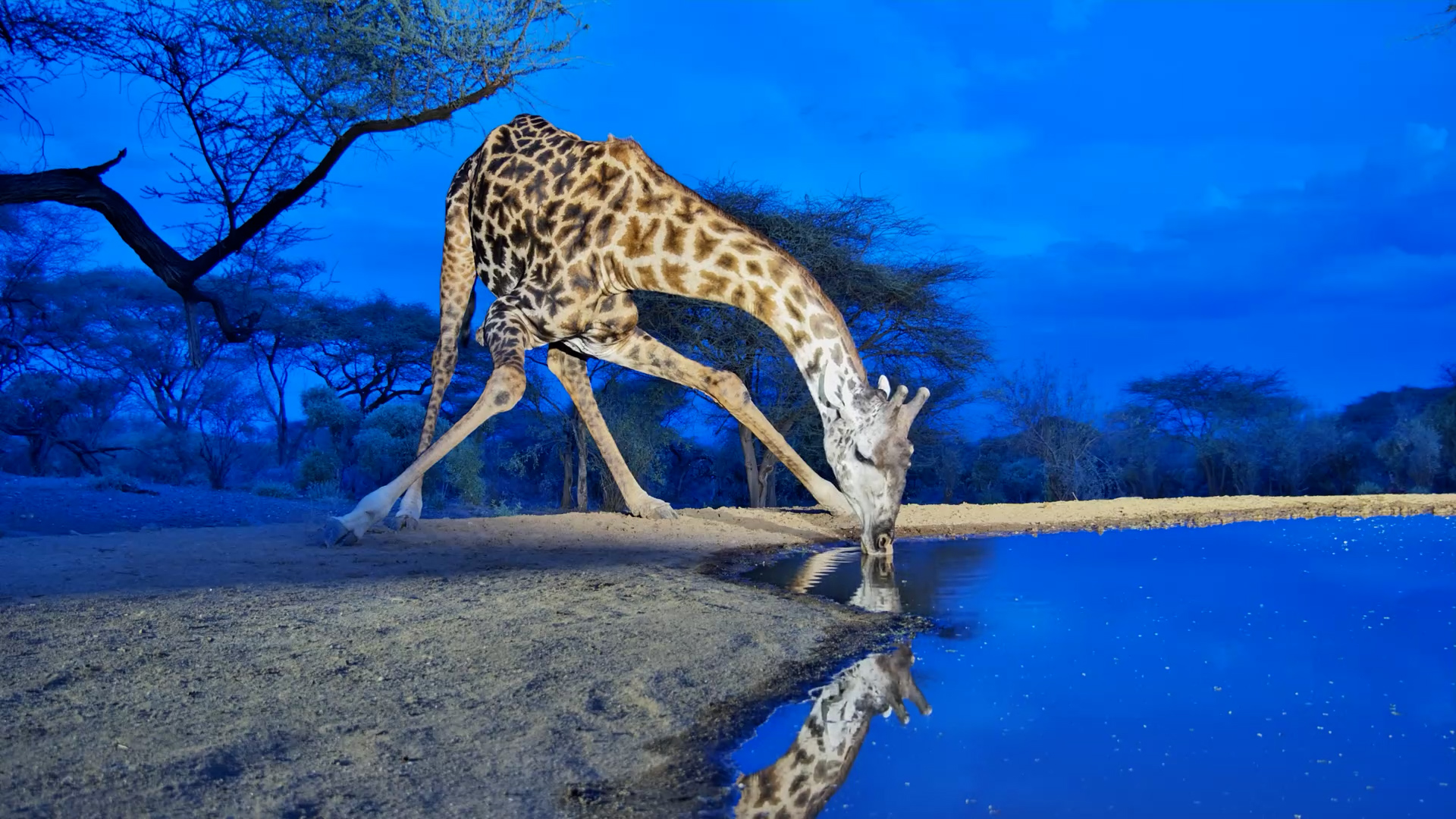 Face-to-Face with a Giraffe Drinking at Dusk