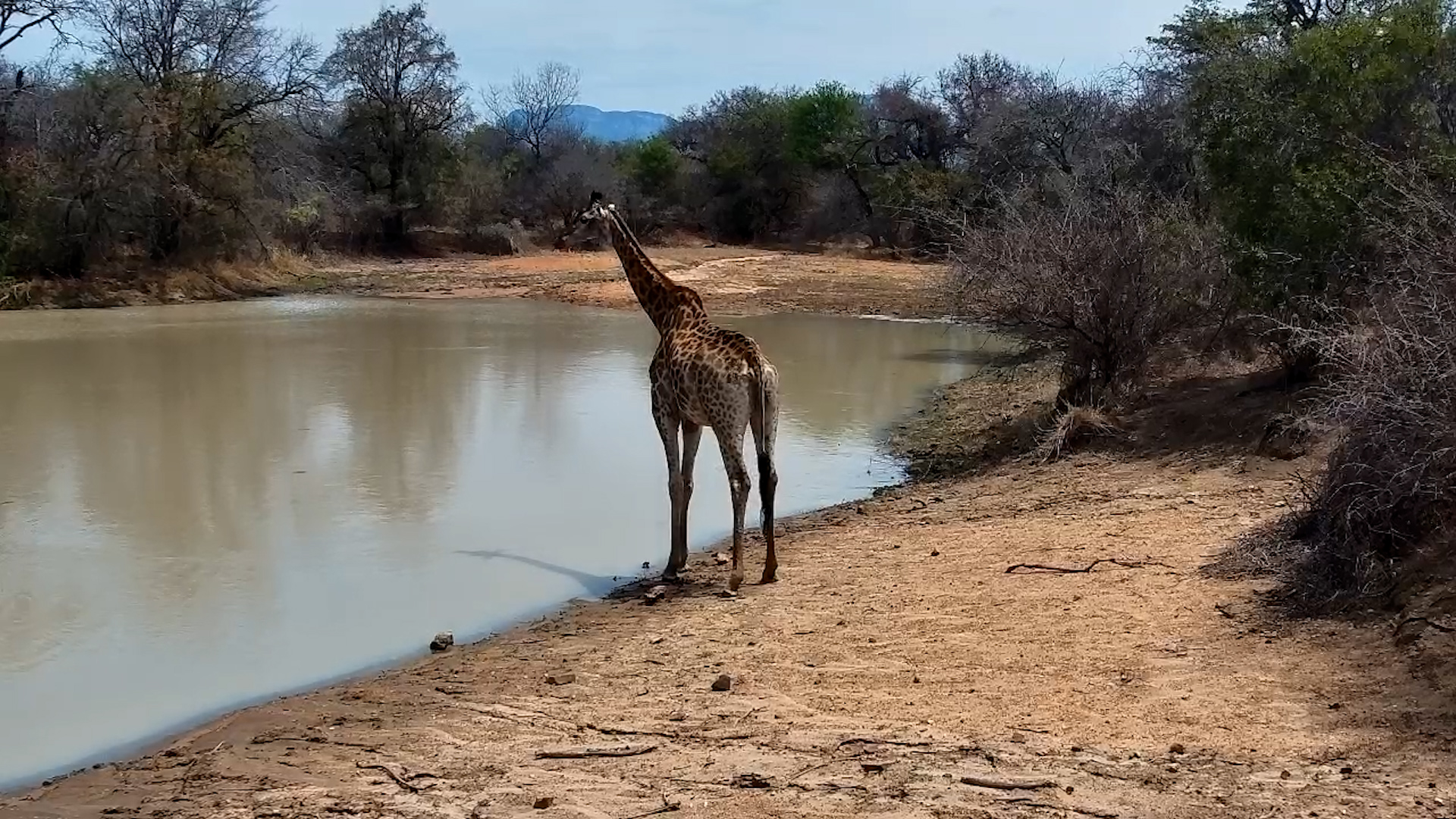 Giraffe Browses and Drinks at Jabulani Waterhole