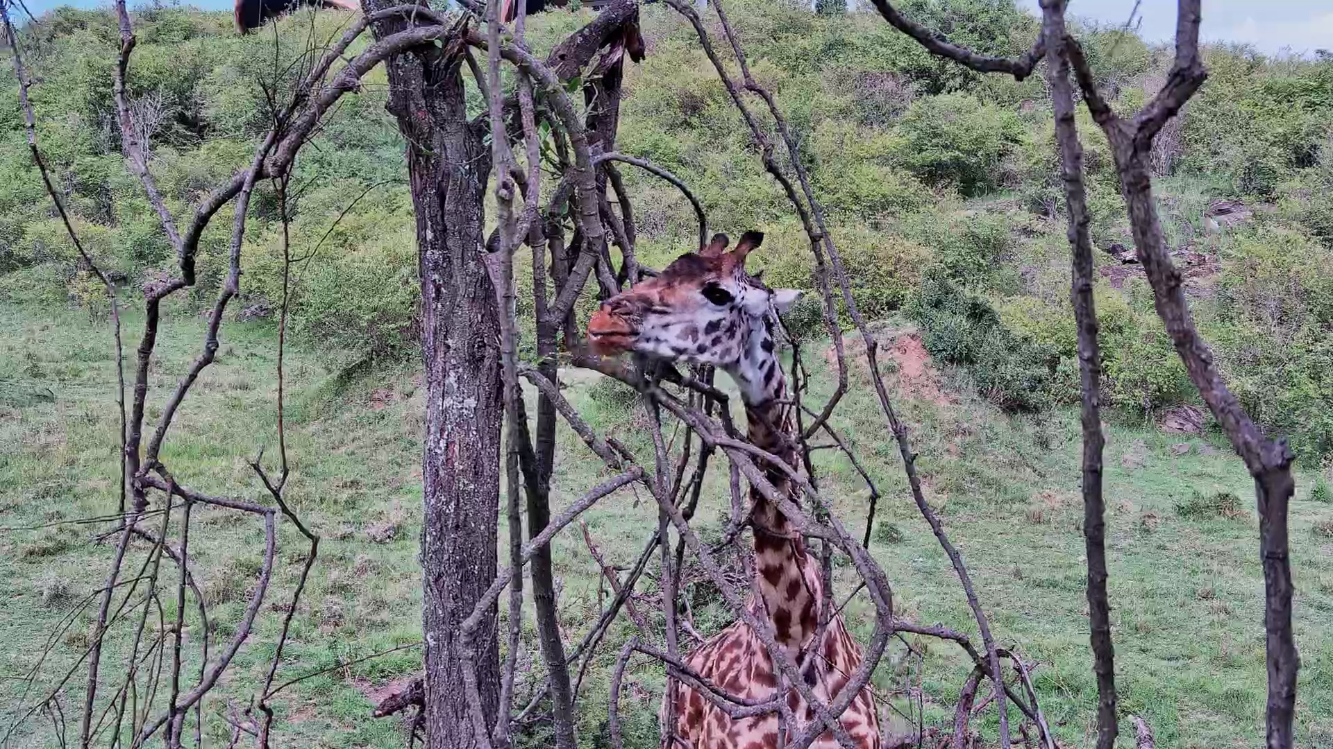 Giraffe Gets Up Close and Personal!