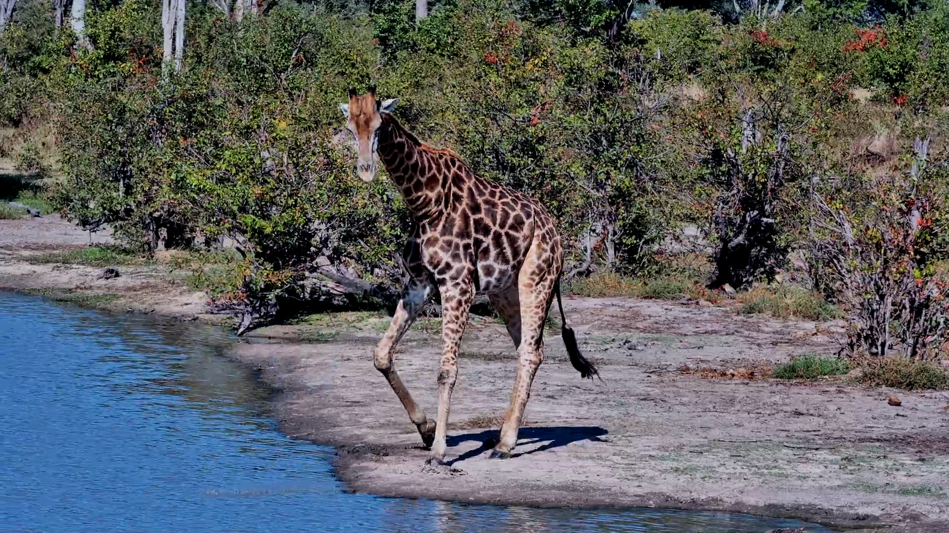 A Lone Giraffe Takes a Careful Drink at the Pan