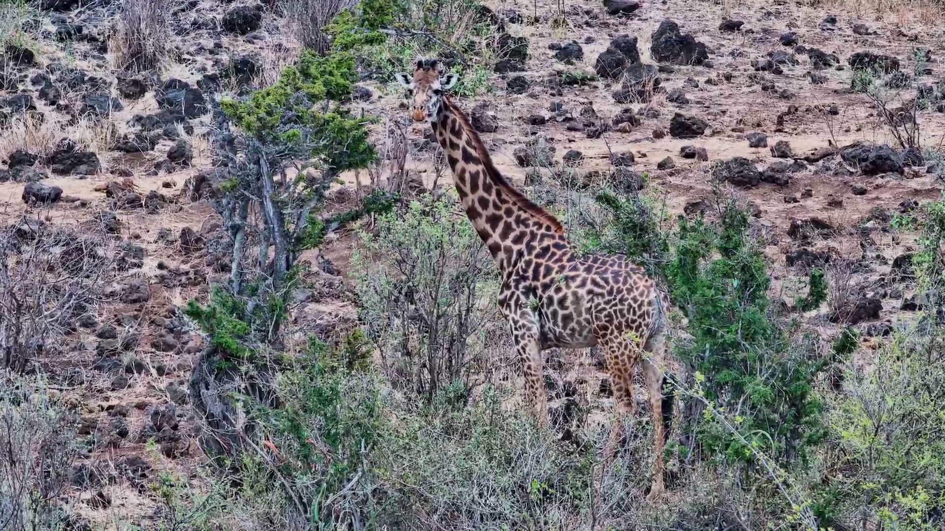 Giraffe Feeding at Finch Hattons