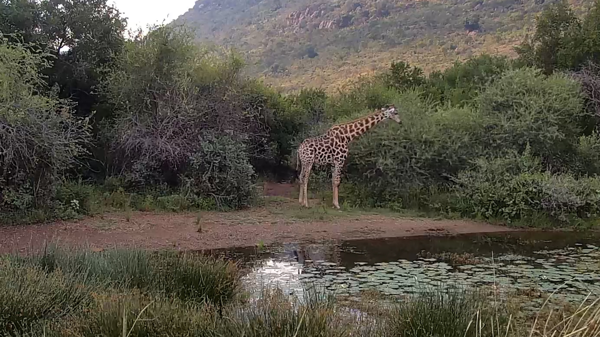 Giraffe Browsing at Kwa Maritane