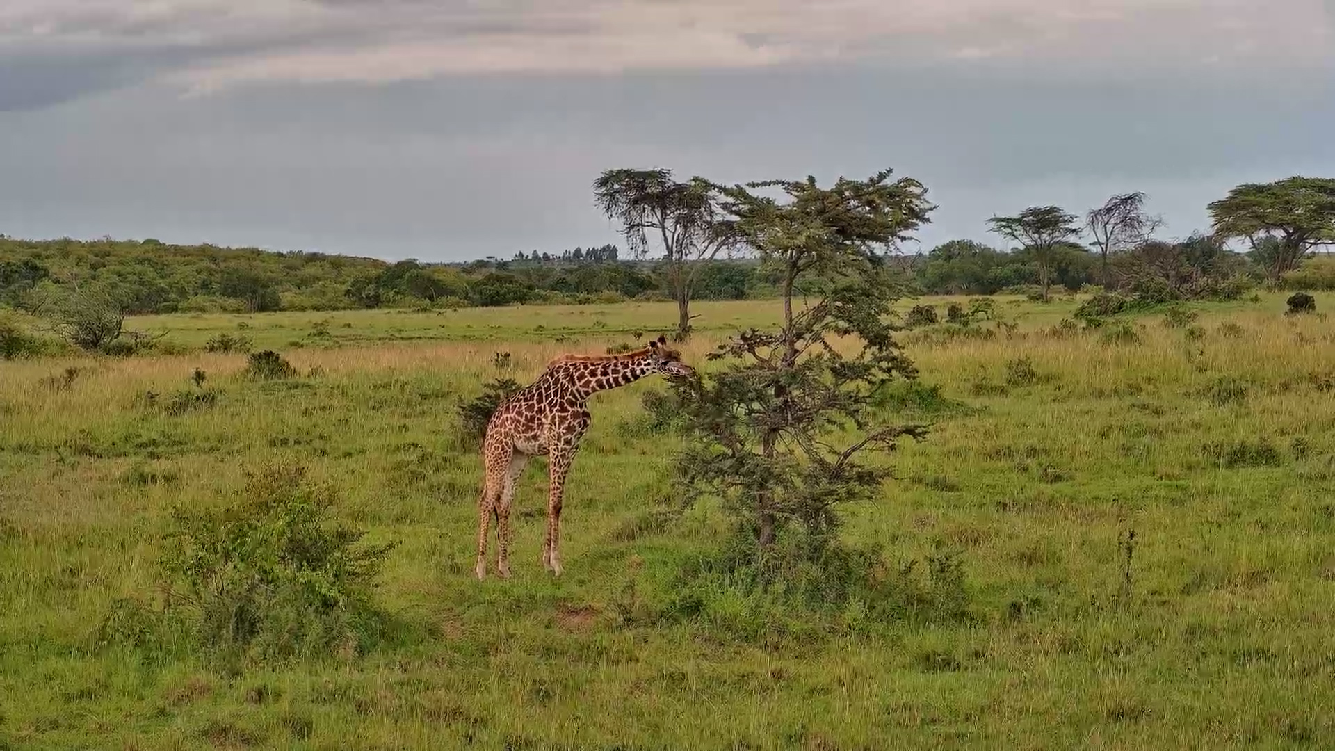Giraffe Browsing in the Wild