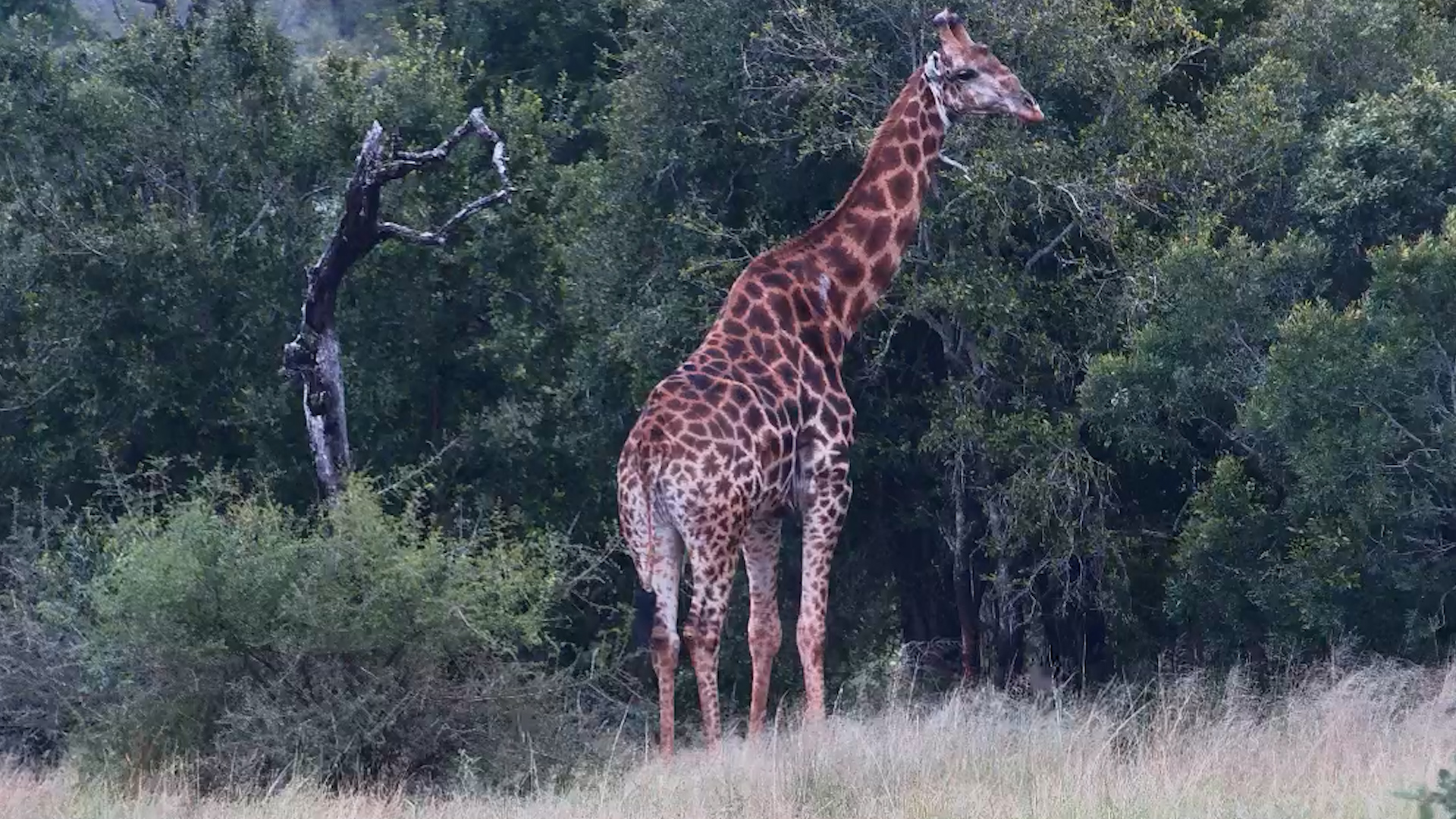 A Giraffe Browses at Nkorho