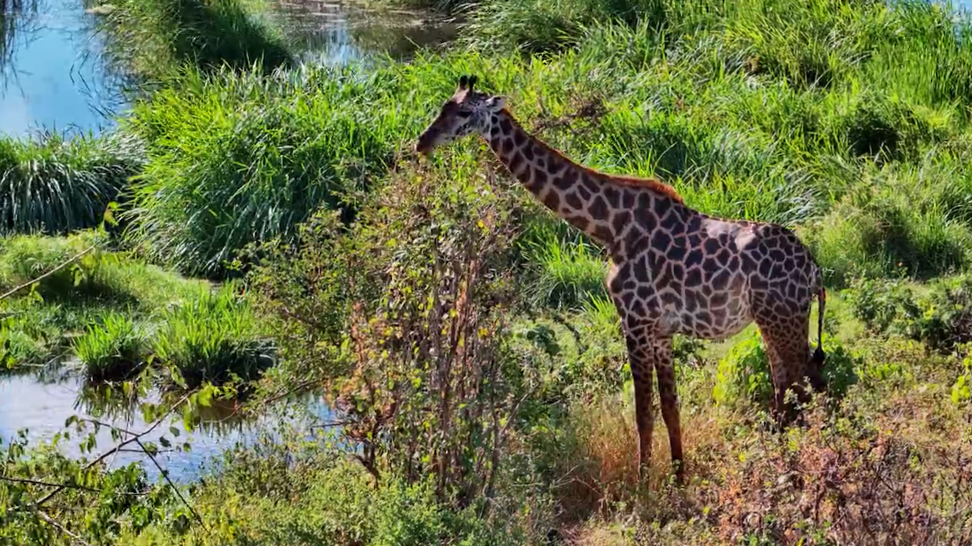 Giraffe Enjoys a Leafy Lunch at Finch Hattons