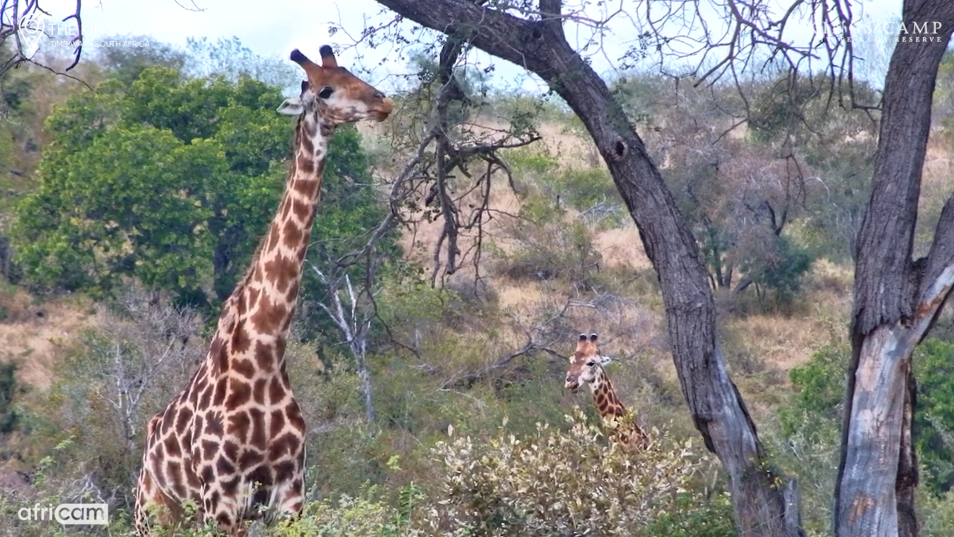 Nature's Tallest Browser at Work