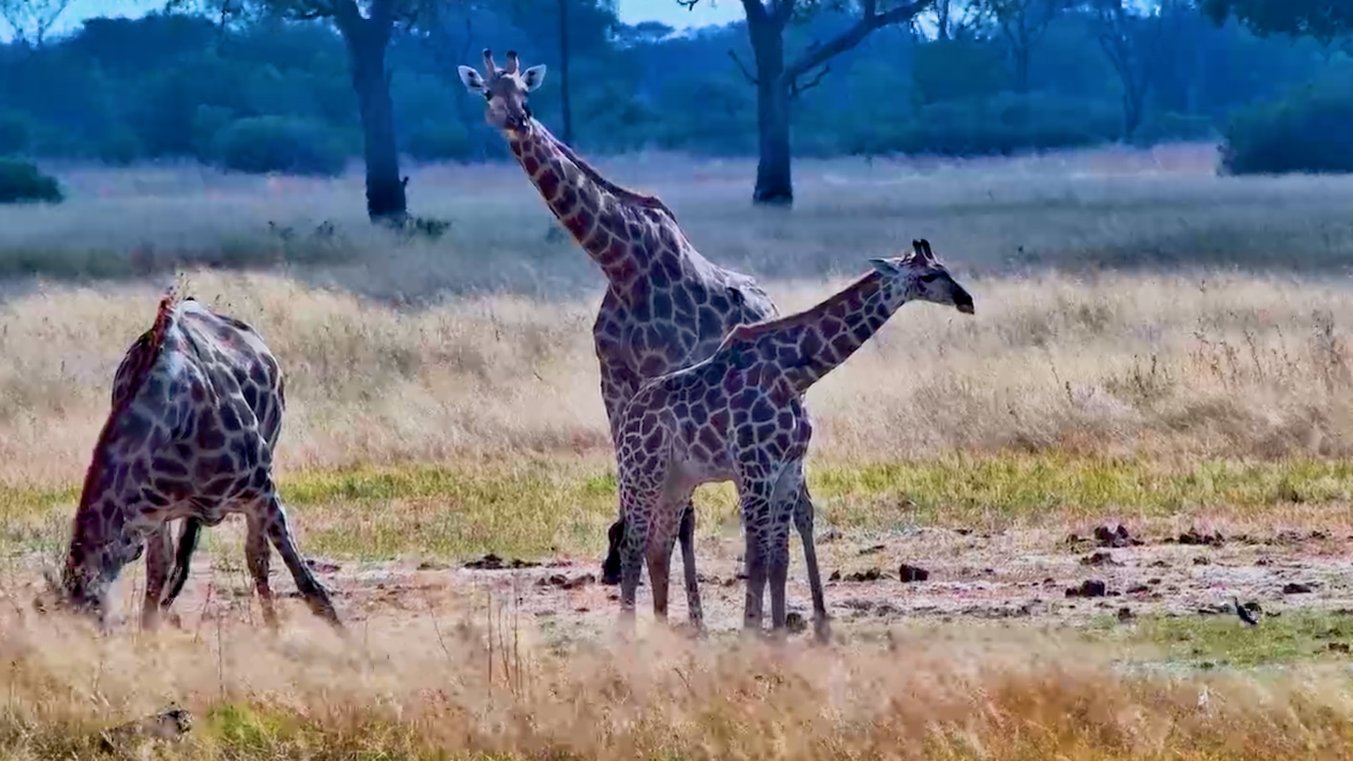 The Tallest Family in the Bush