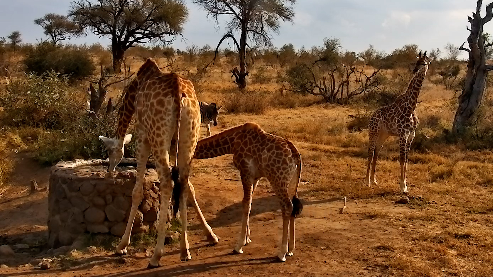 Giraffes Bring the Young One to the Well