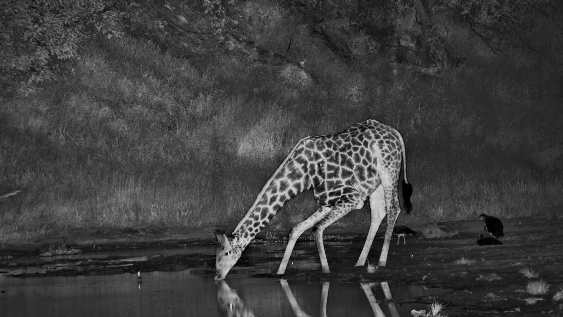 Giraffe Drinks in the Dark at Boteti