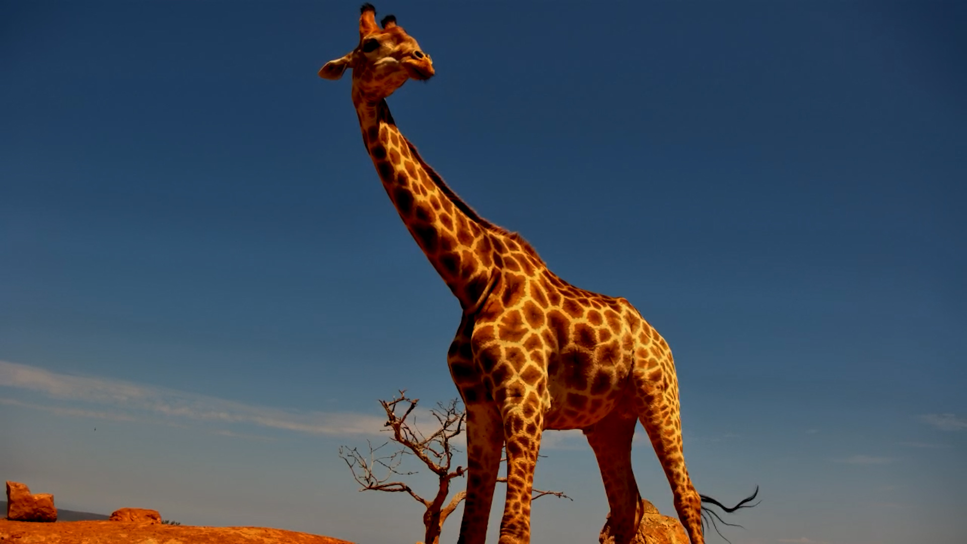 Giraffe Comes Right to the Camera for a Sip!