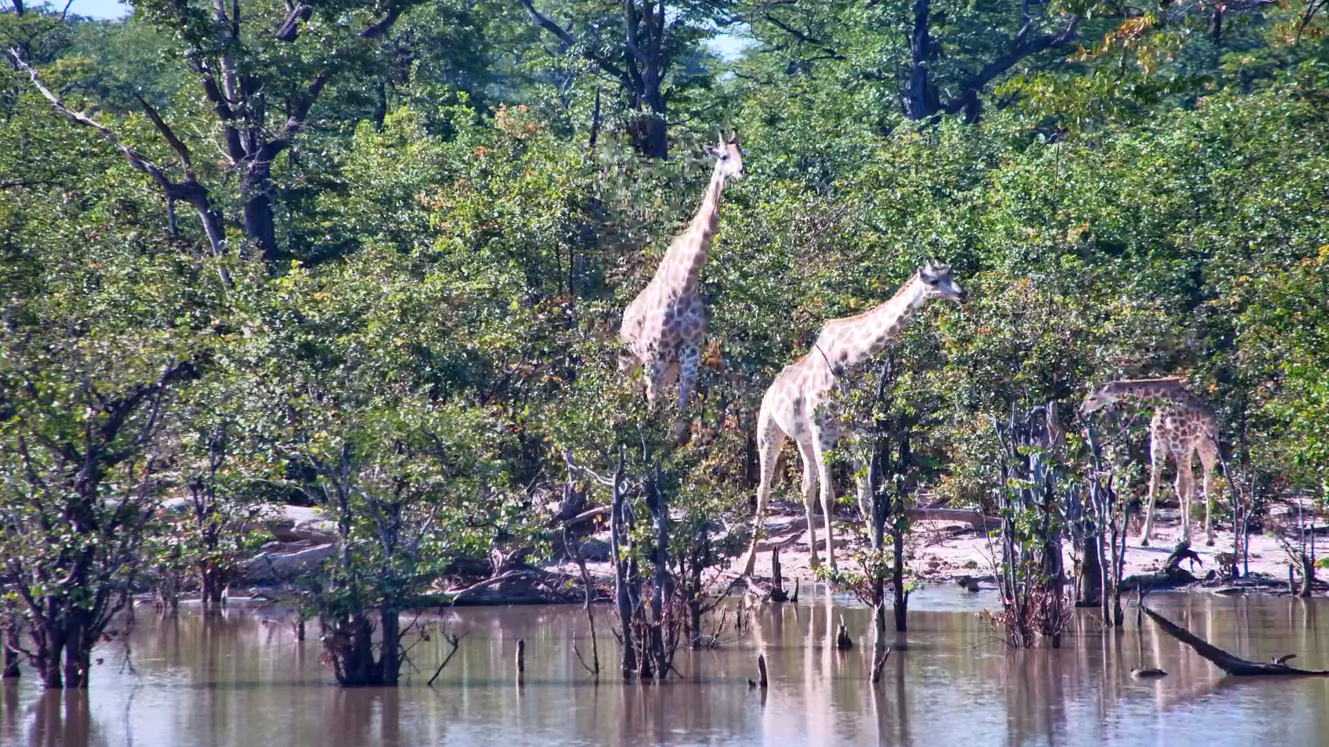 Majestic Giraffes Quench Thirst in the Wild