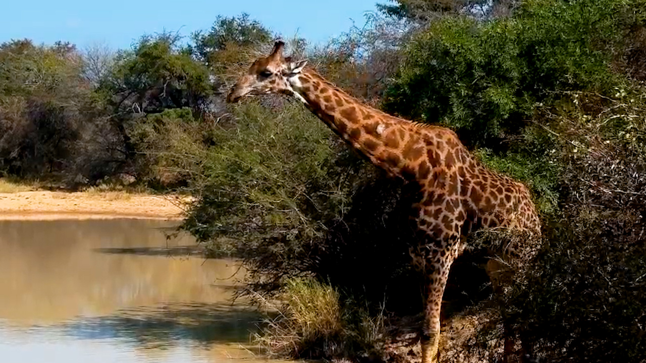 Watching a Giraffe Drink Never Gets Old