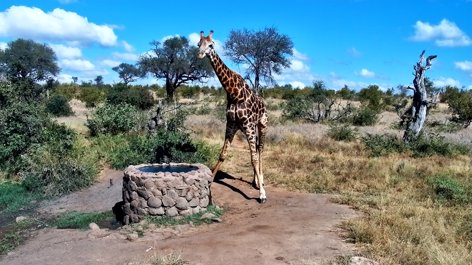Something’s Off… Watch This Giraffe Walk