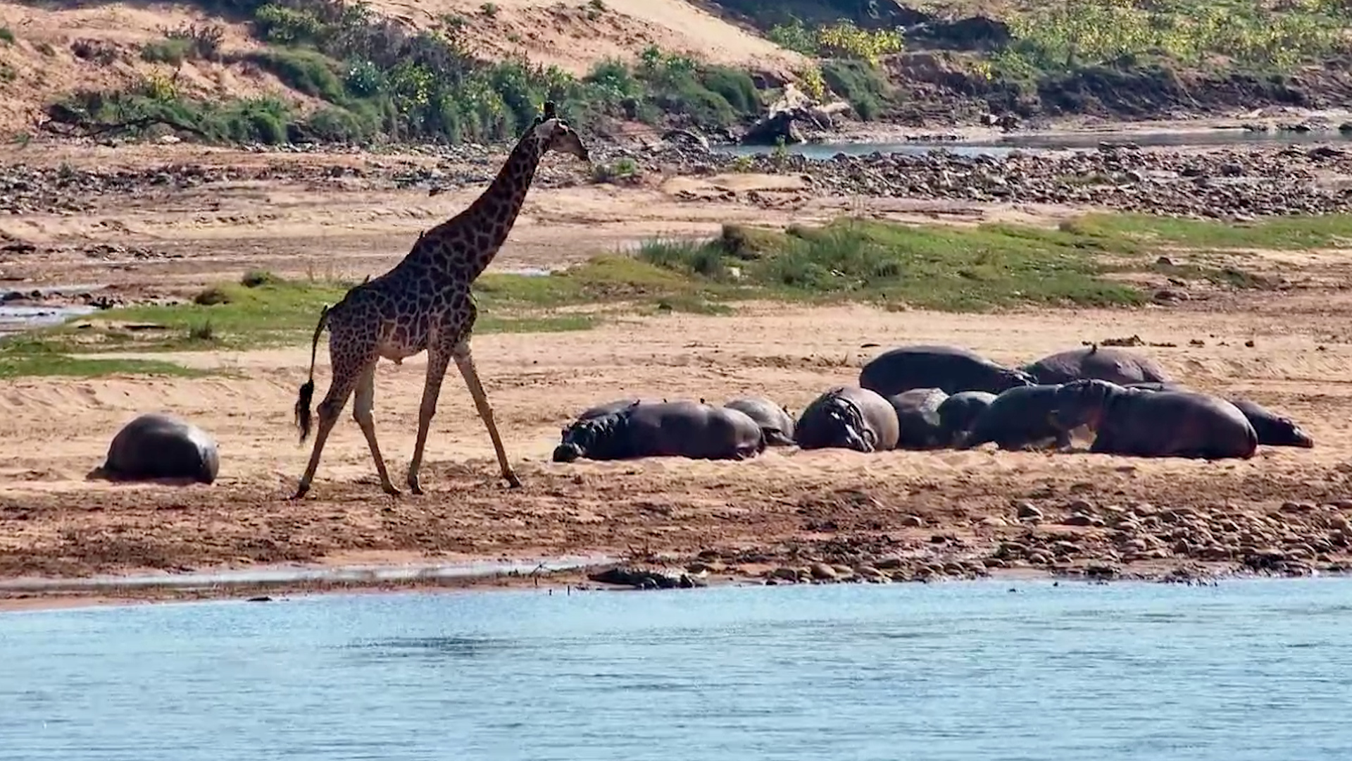 The Giraffe Thought Twice...