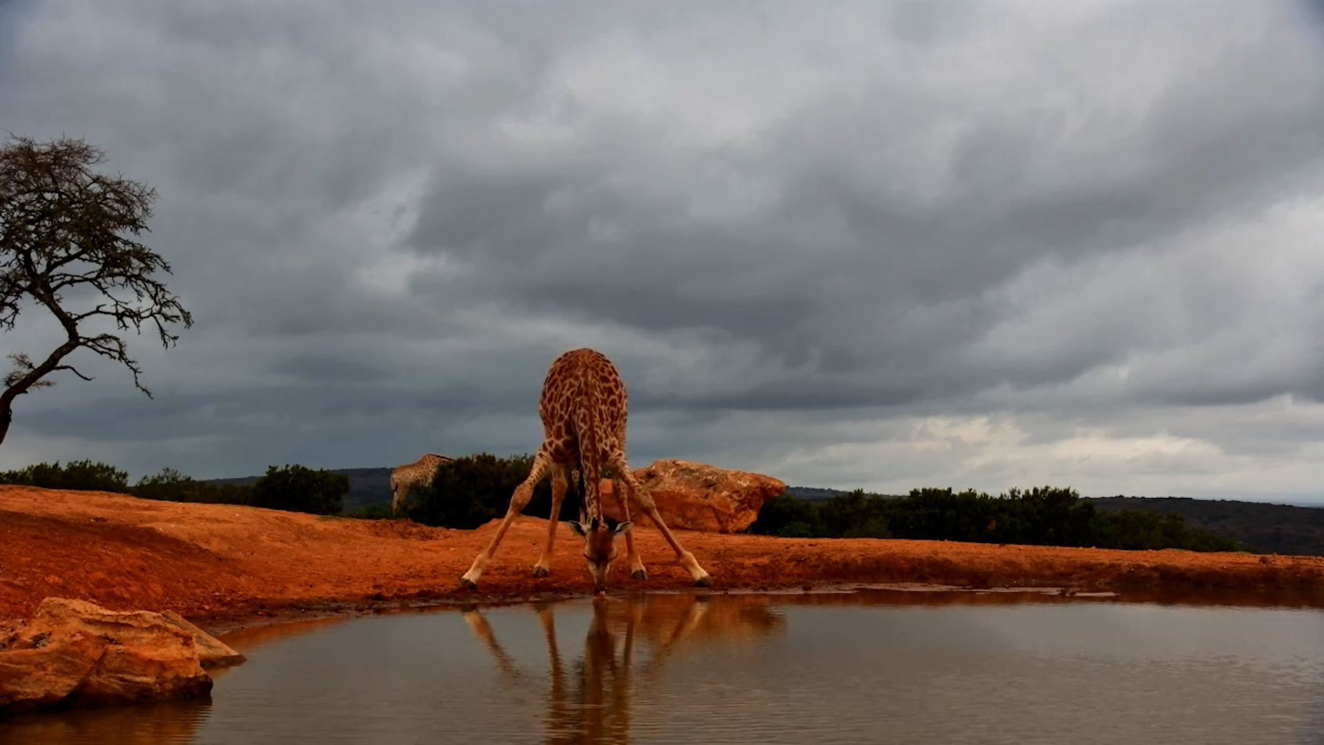 Long Neck, Quiet Moment