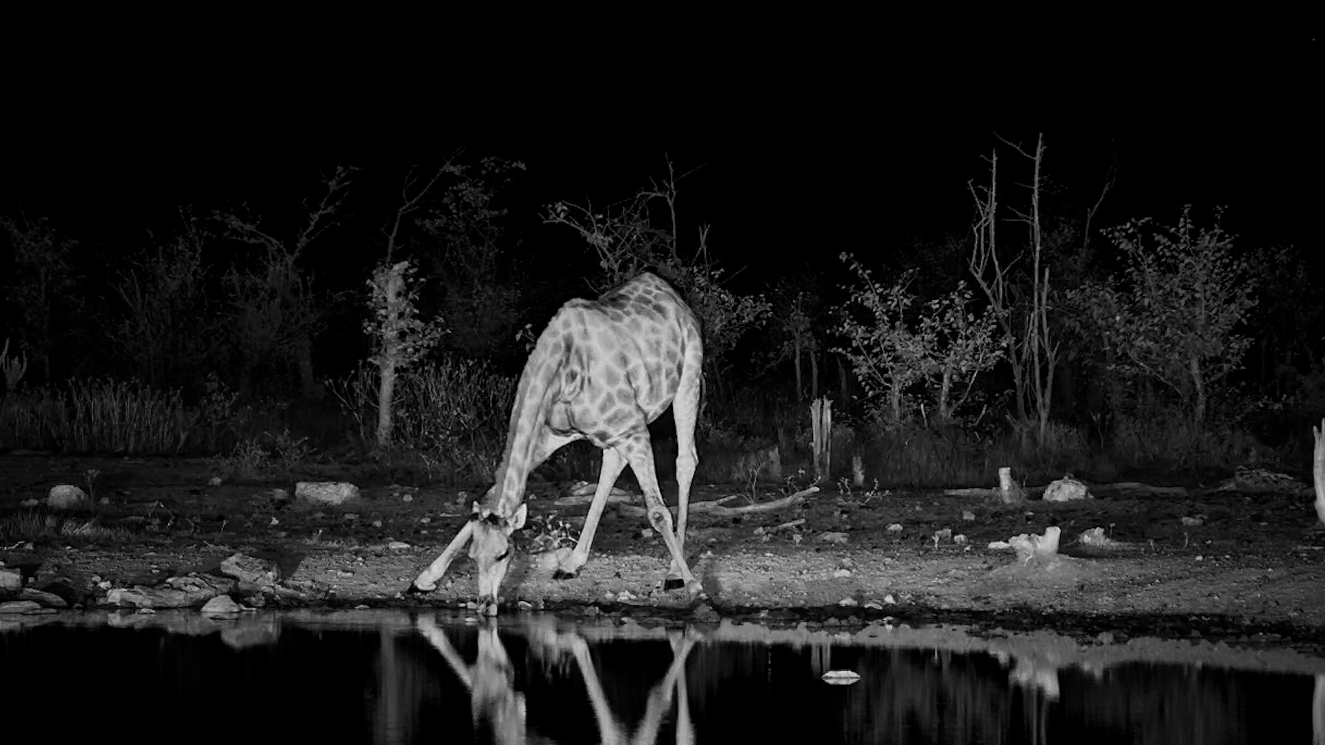 A Giraffe Took a Careful Drink in the Darkness