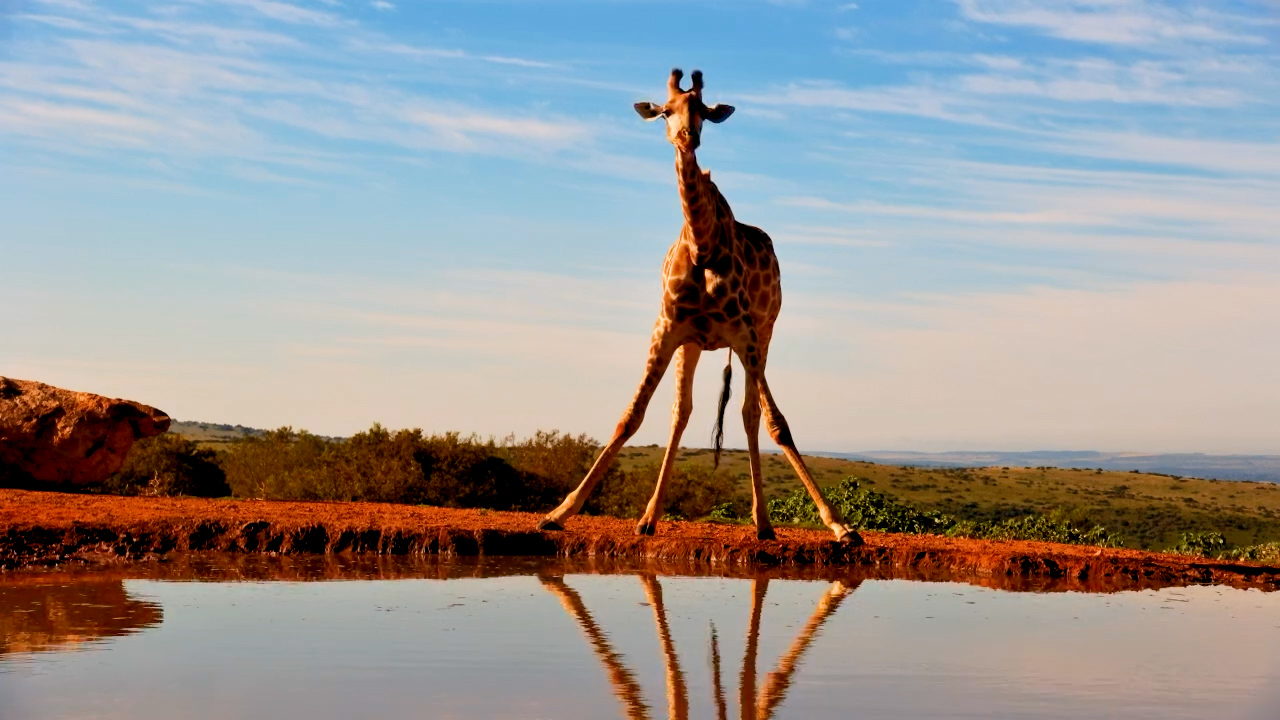 Watching a Giraffe Drink Never Gets Old