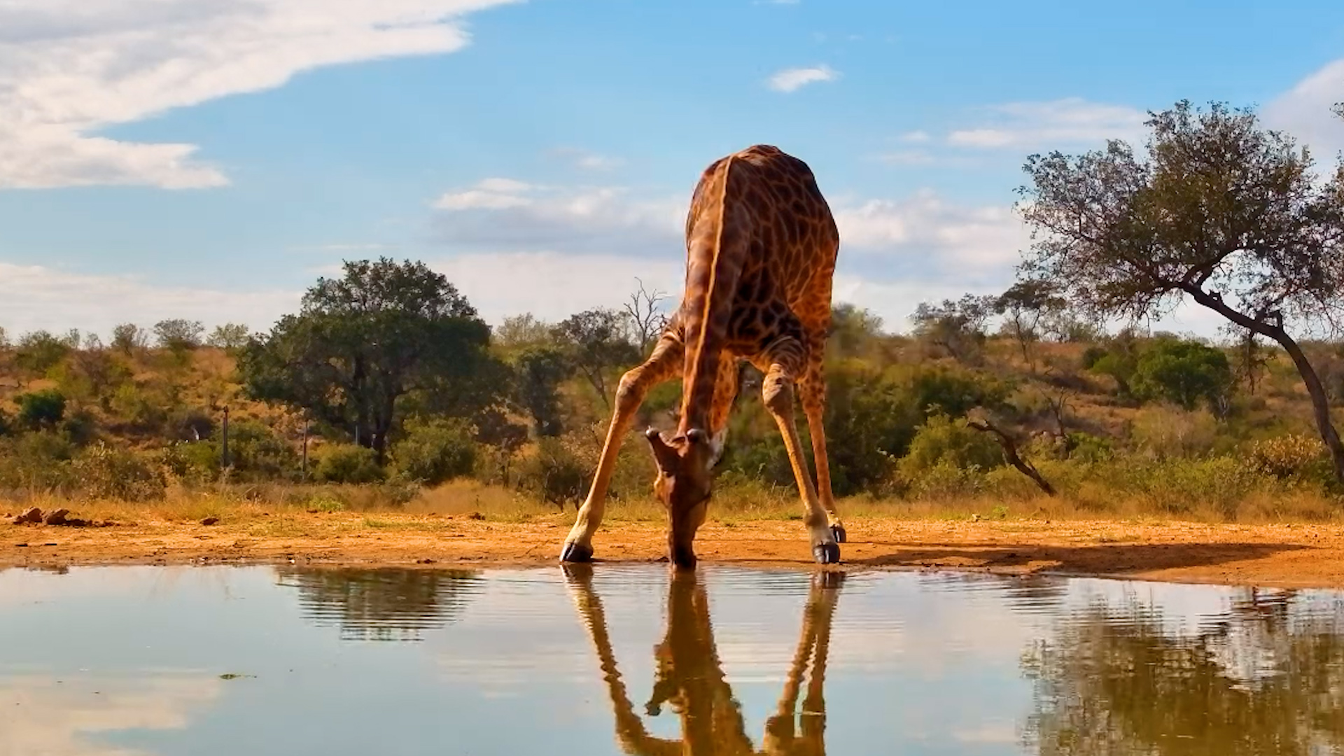 Life Looks Pretty Good for a Giraffe