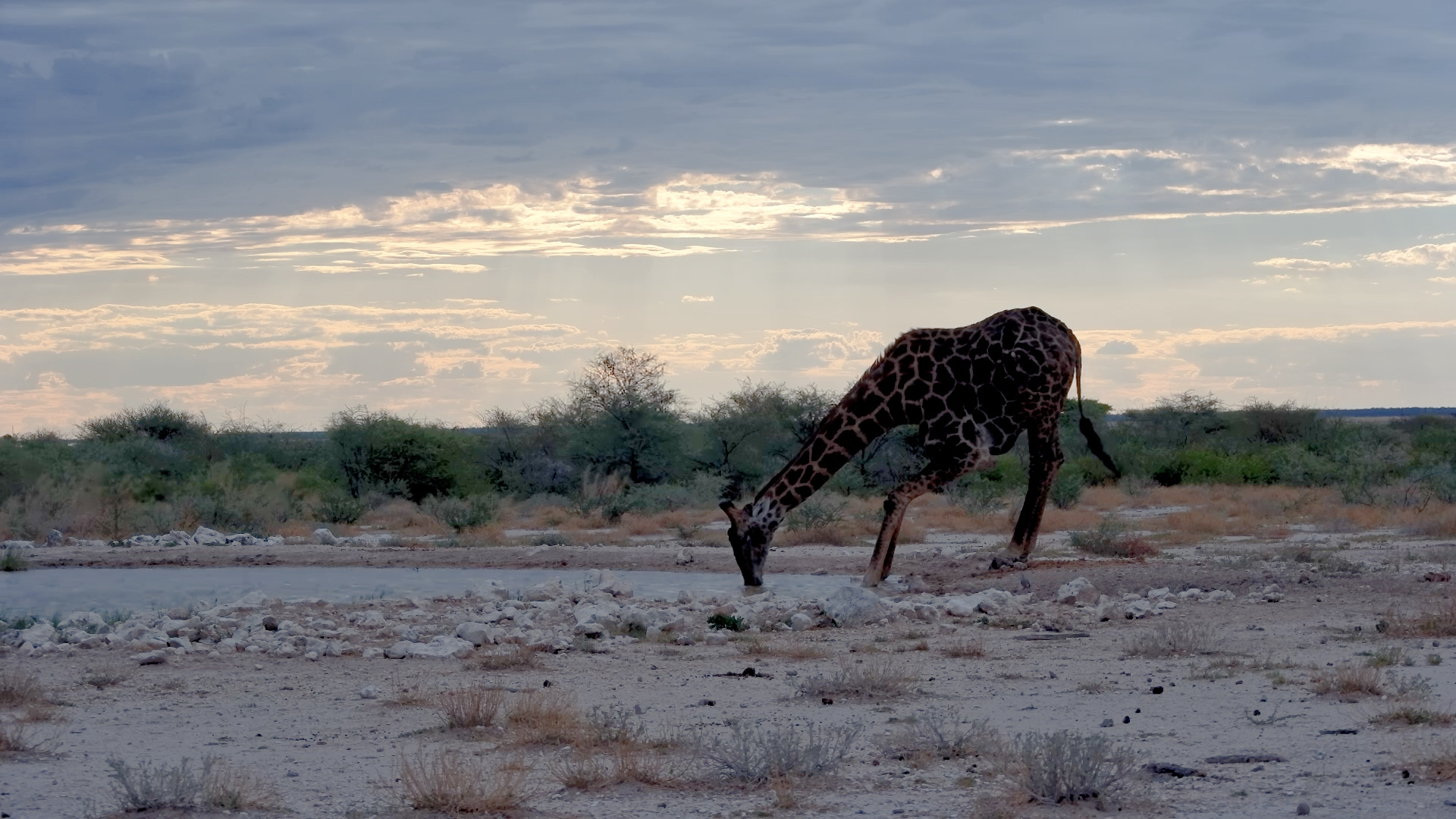 Solo Giraffe Drinks at Onguma | Stunning Timelapse