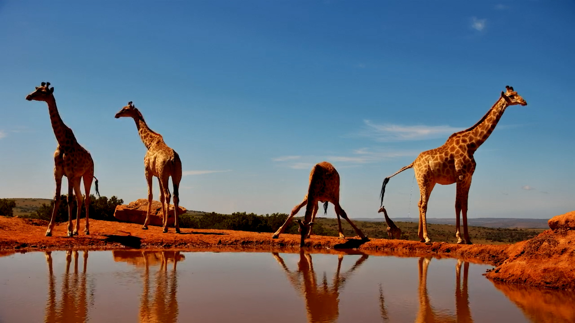 A Journey of Giraffes Arrives for a Drink at Founders