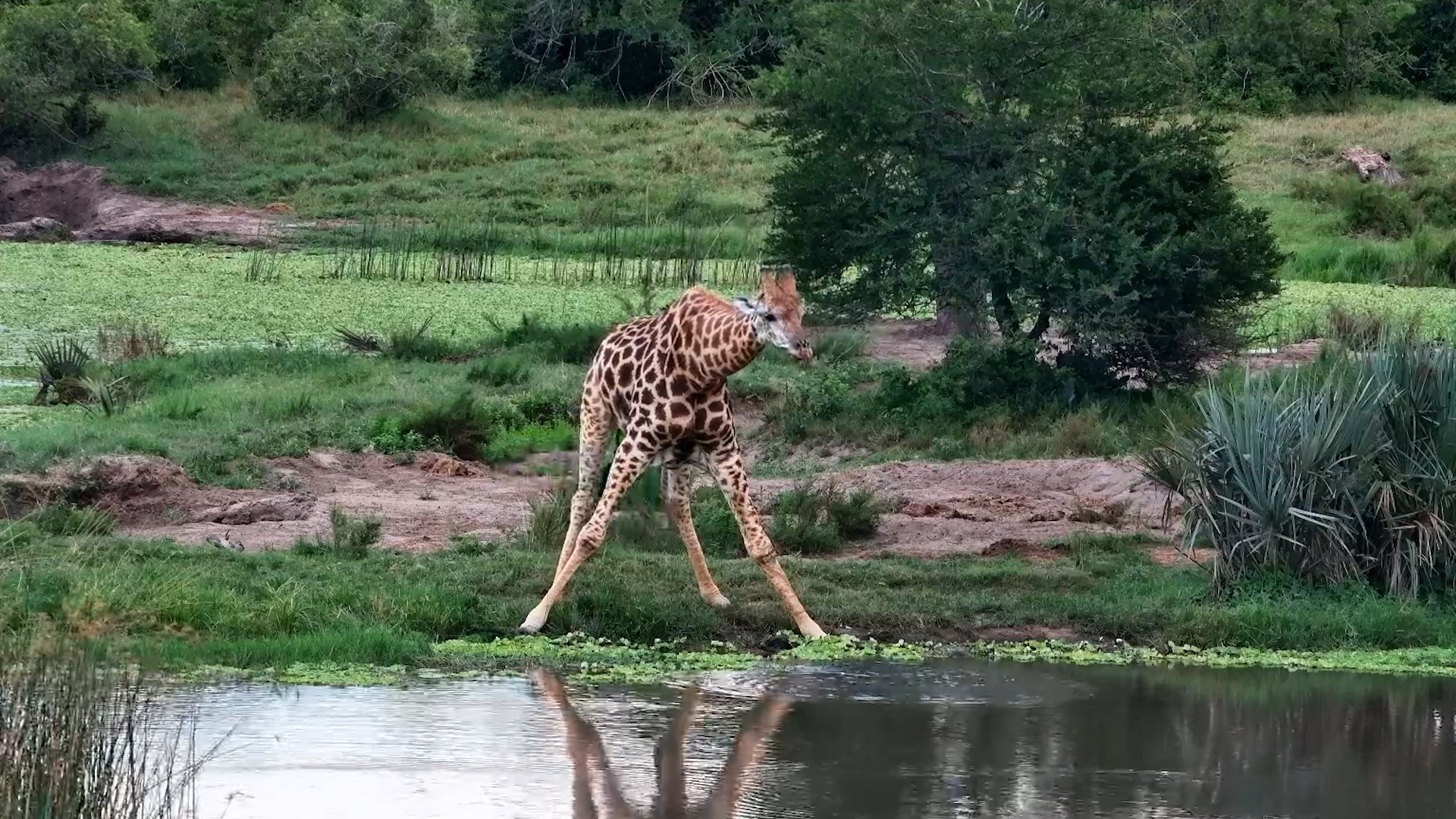 Lone Giraffe Quenches Its Thirst!
