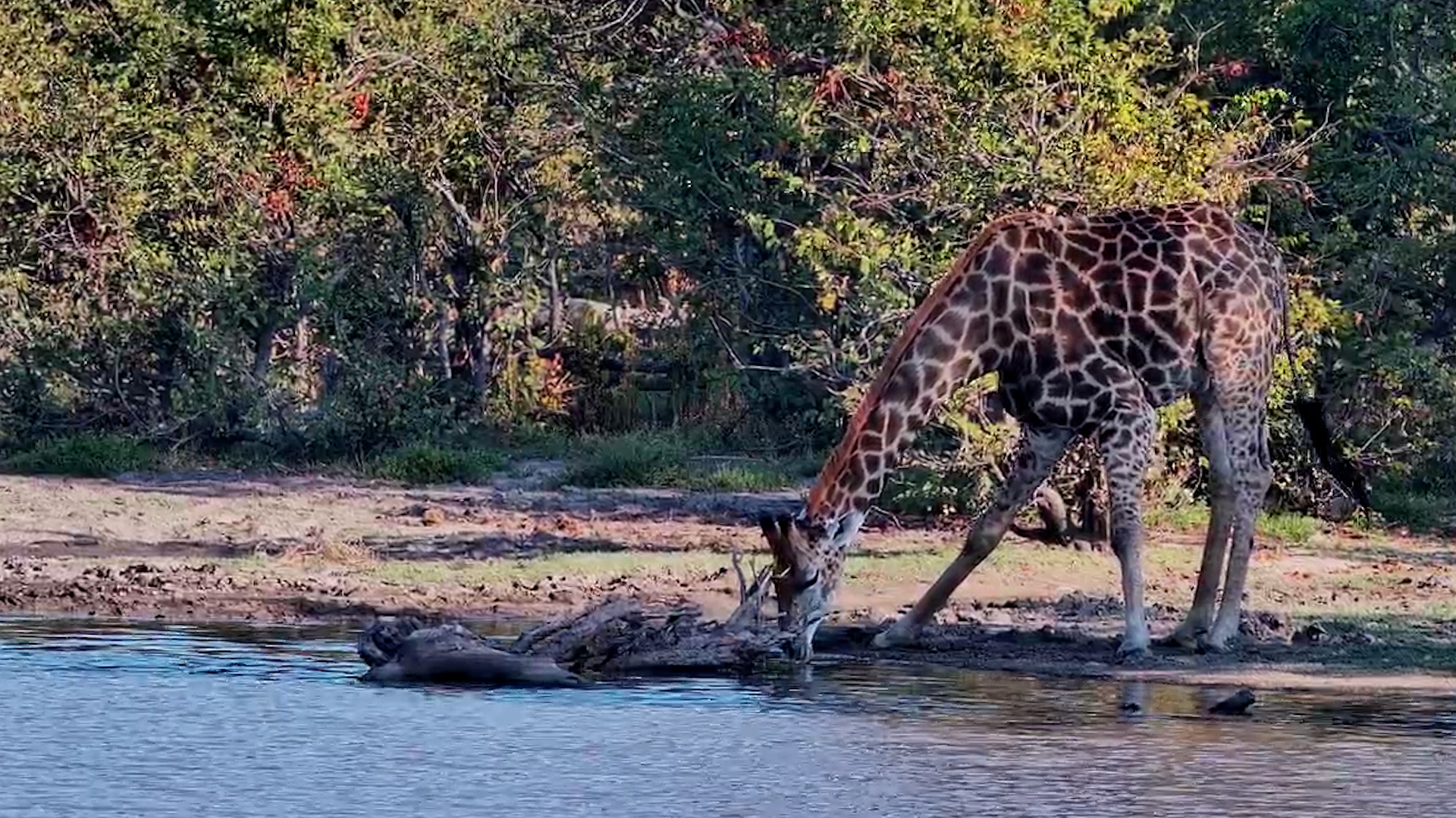 Twin Pan's Tallest Visitor Has Arrived