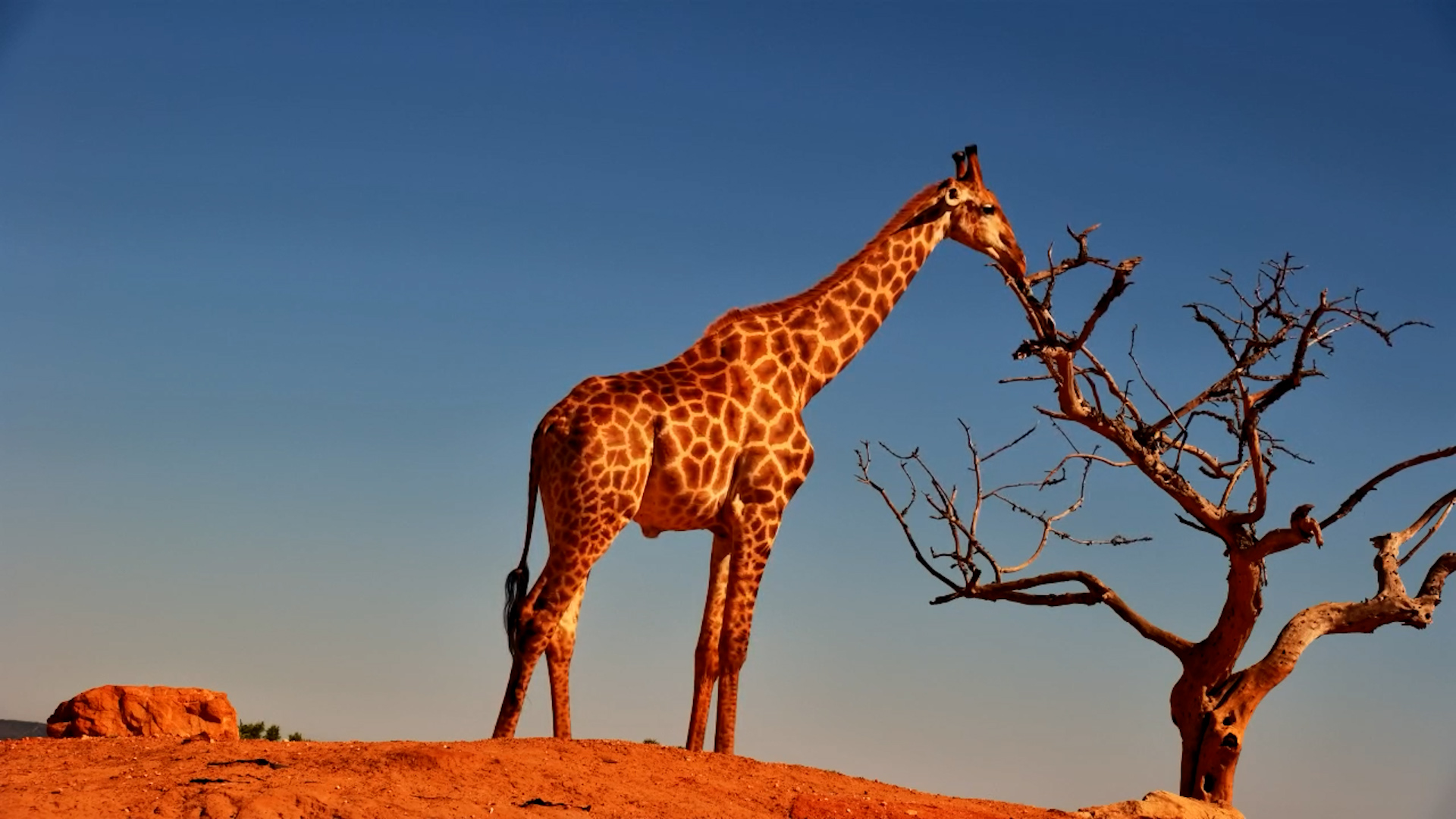 Giraffe Takes a Quiet Sip