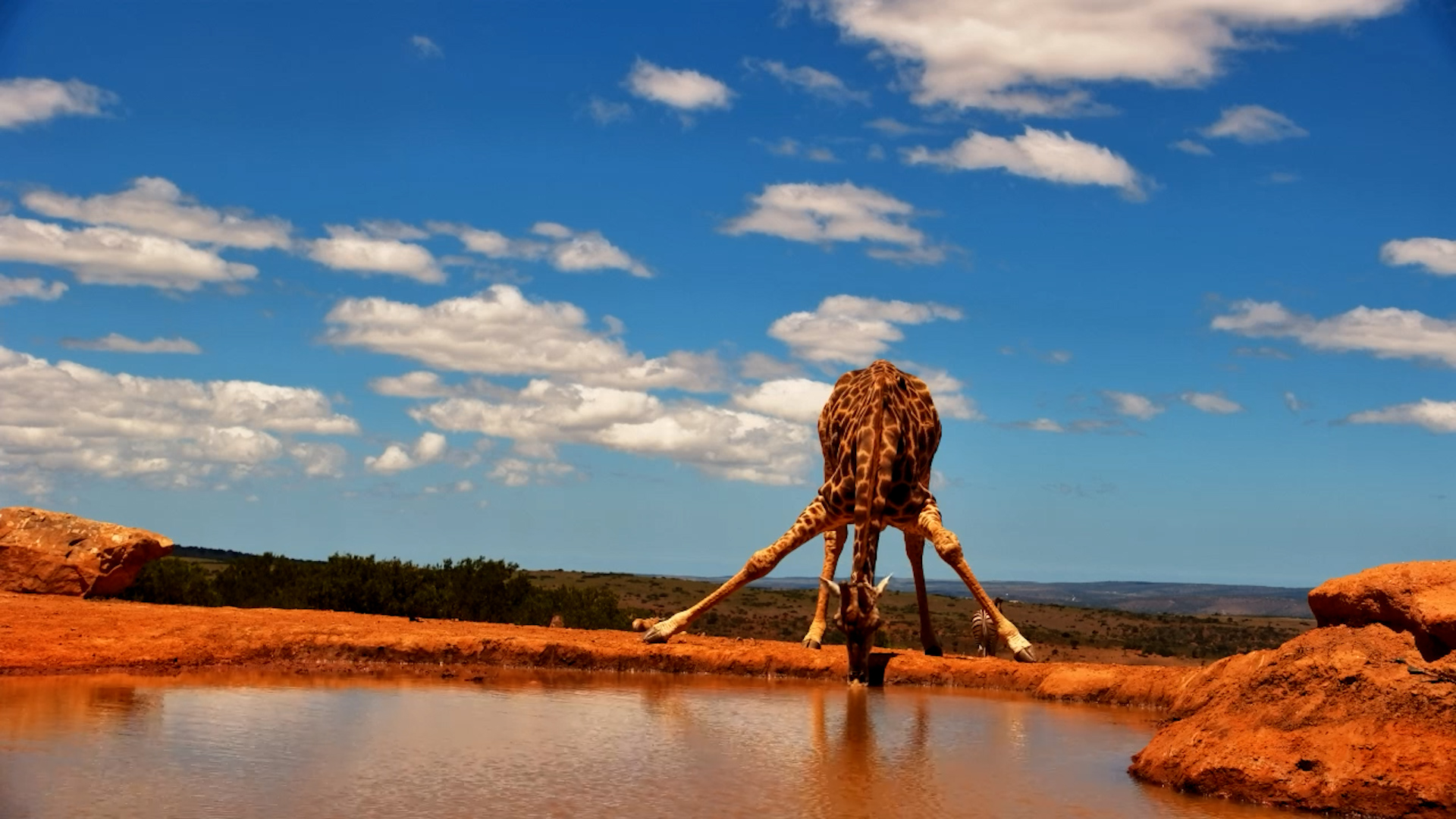 Graceful Giraffe Bends for a Long Drink at Founders Lodge