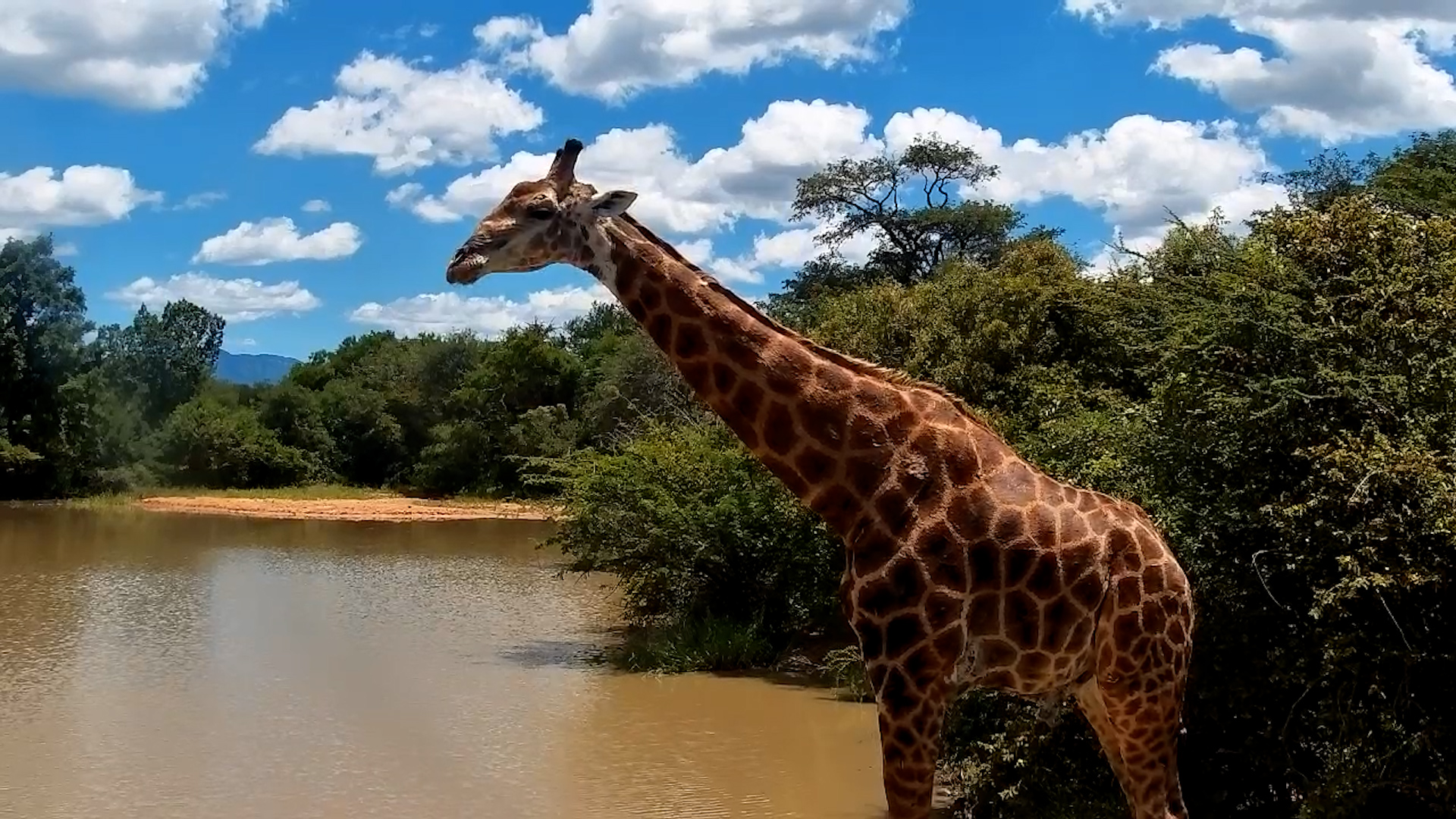 Giraffe Hydrates