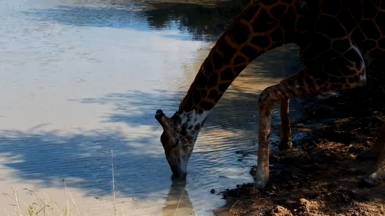 Watch This Giraffe Reach the Water