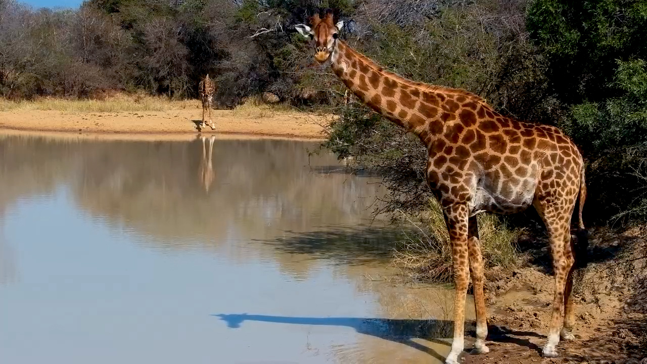 A Giraffe Takes the Long Way Down for a Drink