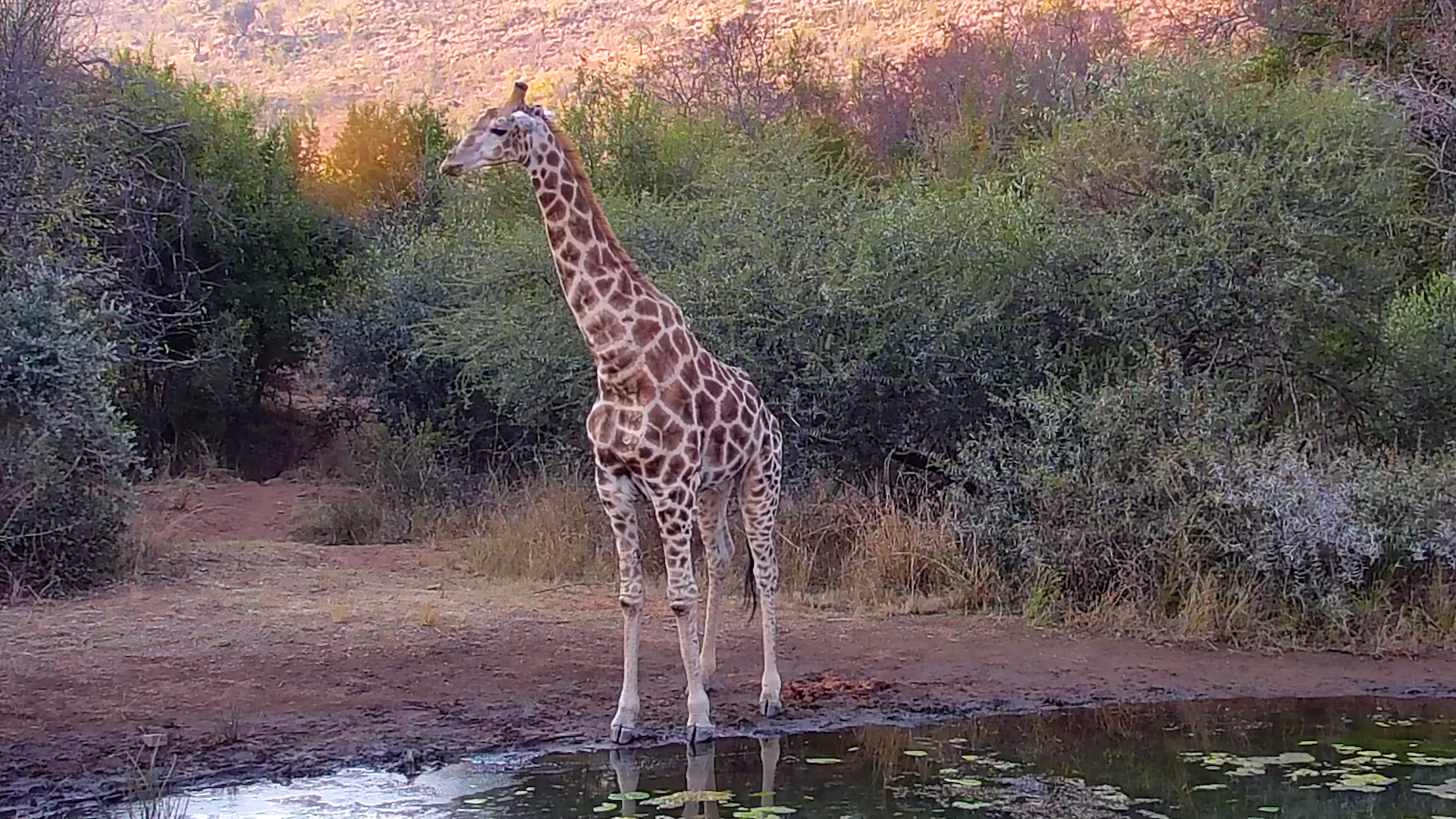 Just a Giraffe Having a Very Peaceful Drink