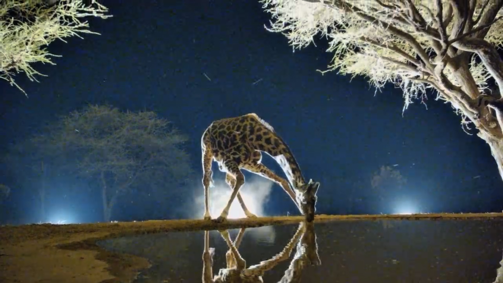 Listen to a Giraffe Slurping at Night