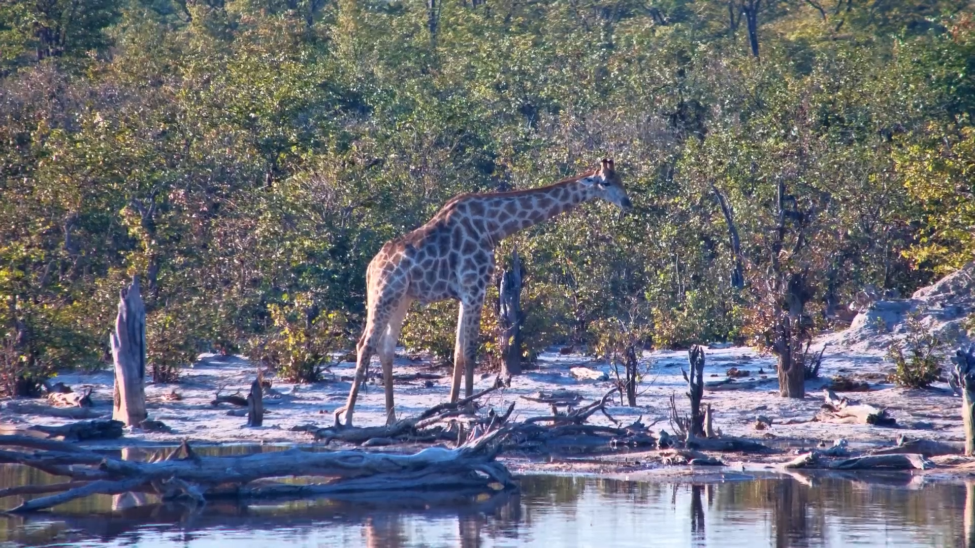 Giraffes Gather for a Drink at Elephant Pan