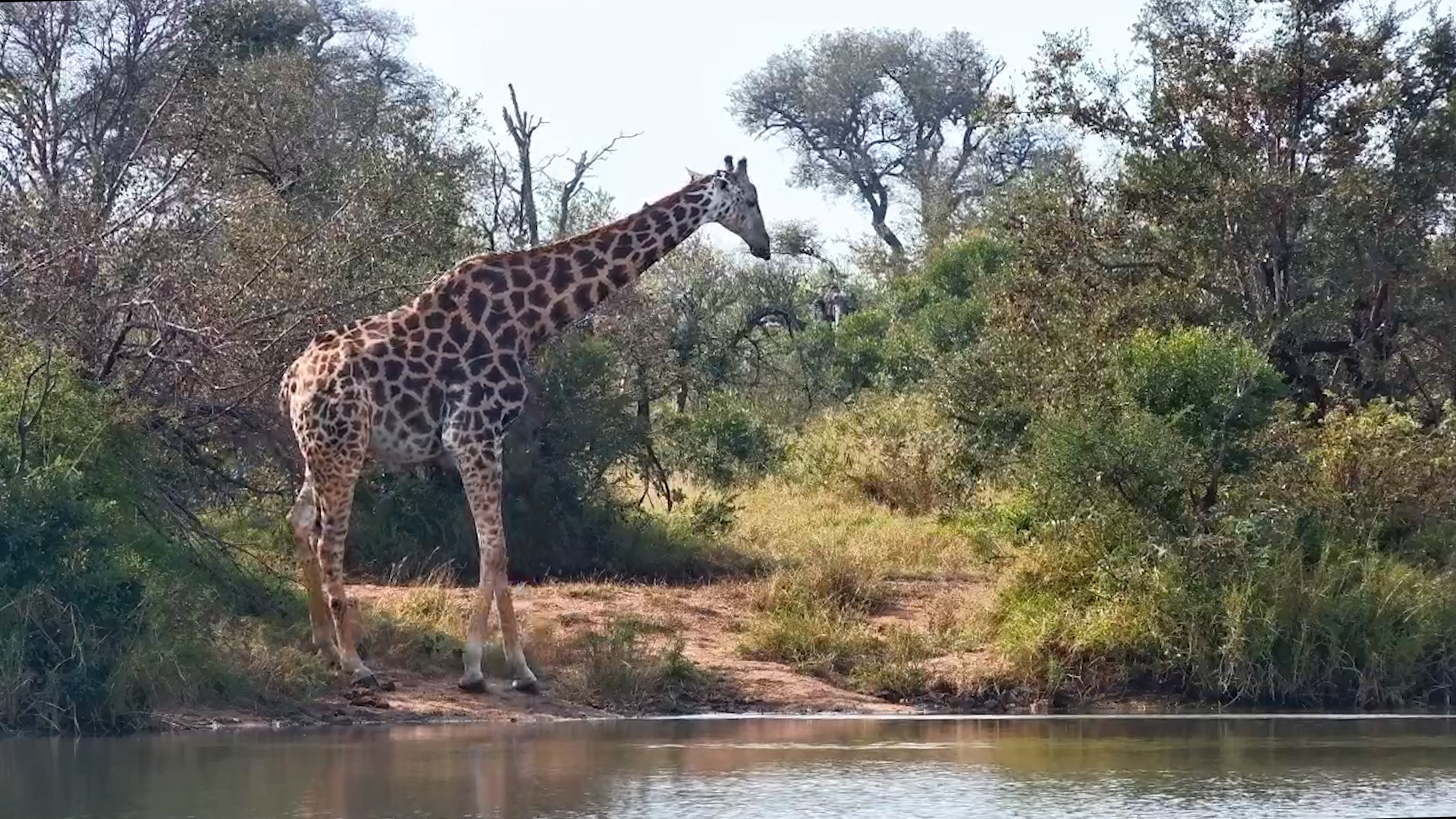 A Giraffe Enjoys a Quiet Drink at the Waterhole