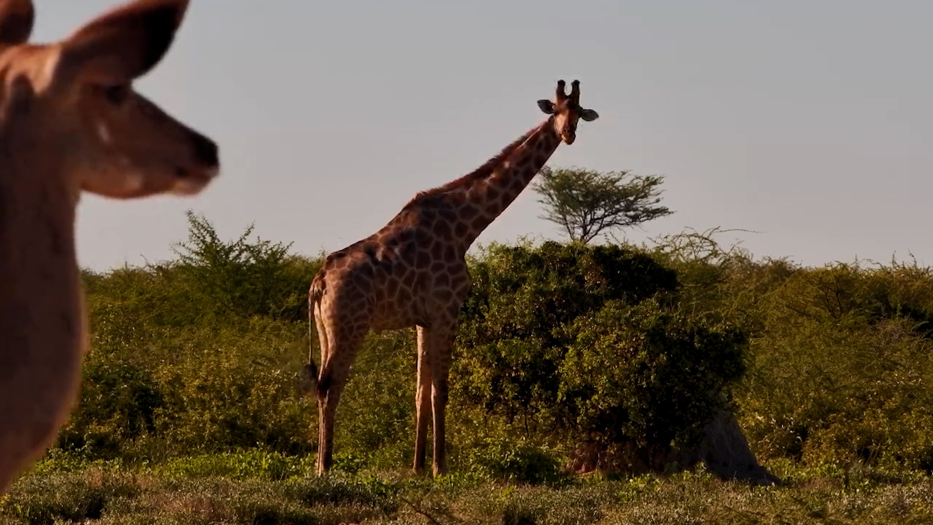 Giraffe Grazing Gets Photobombed by a Kudu