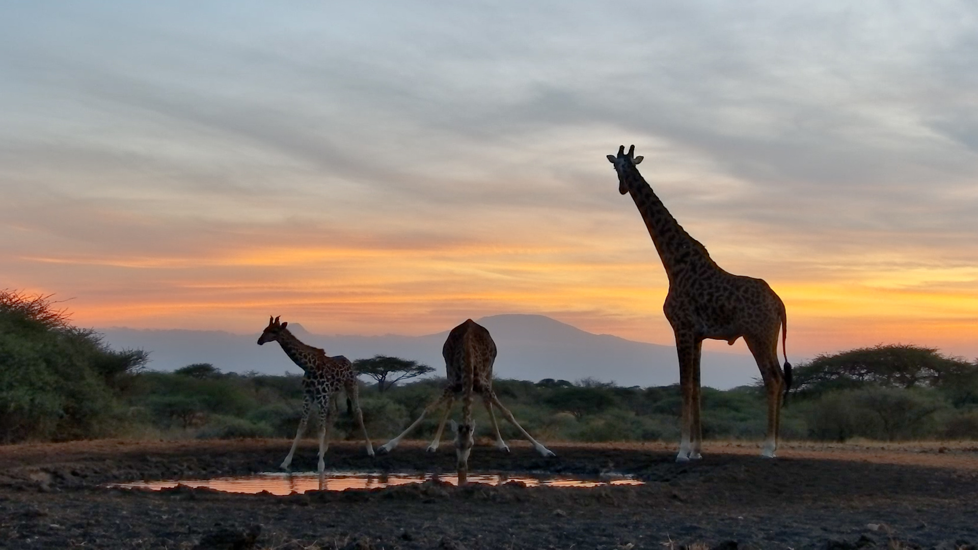 Giraffe Family Enjoys Sunset Drink