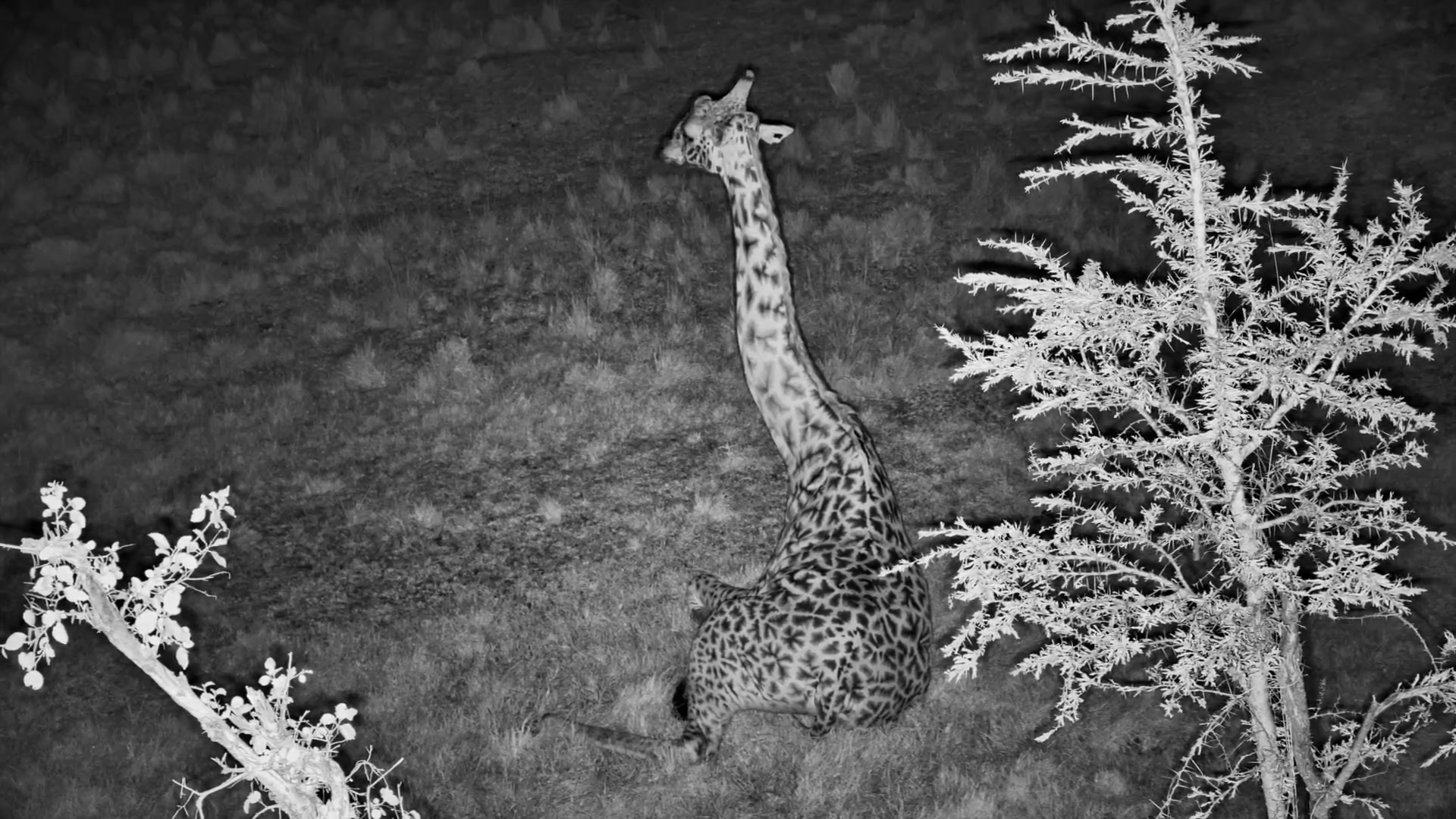 Meet the Mara’s Coolest Giraffe